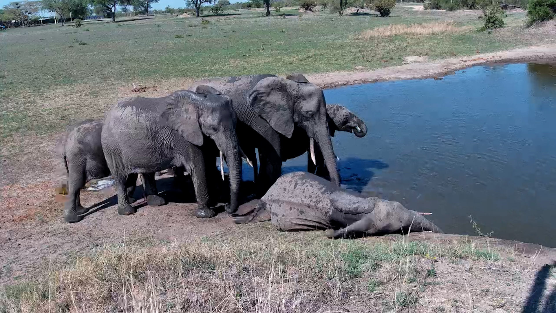 Elephant Waterhole Party at Nkorho!