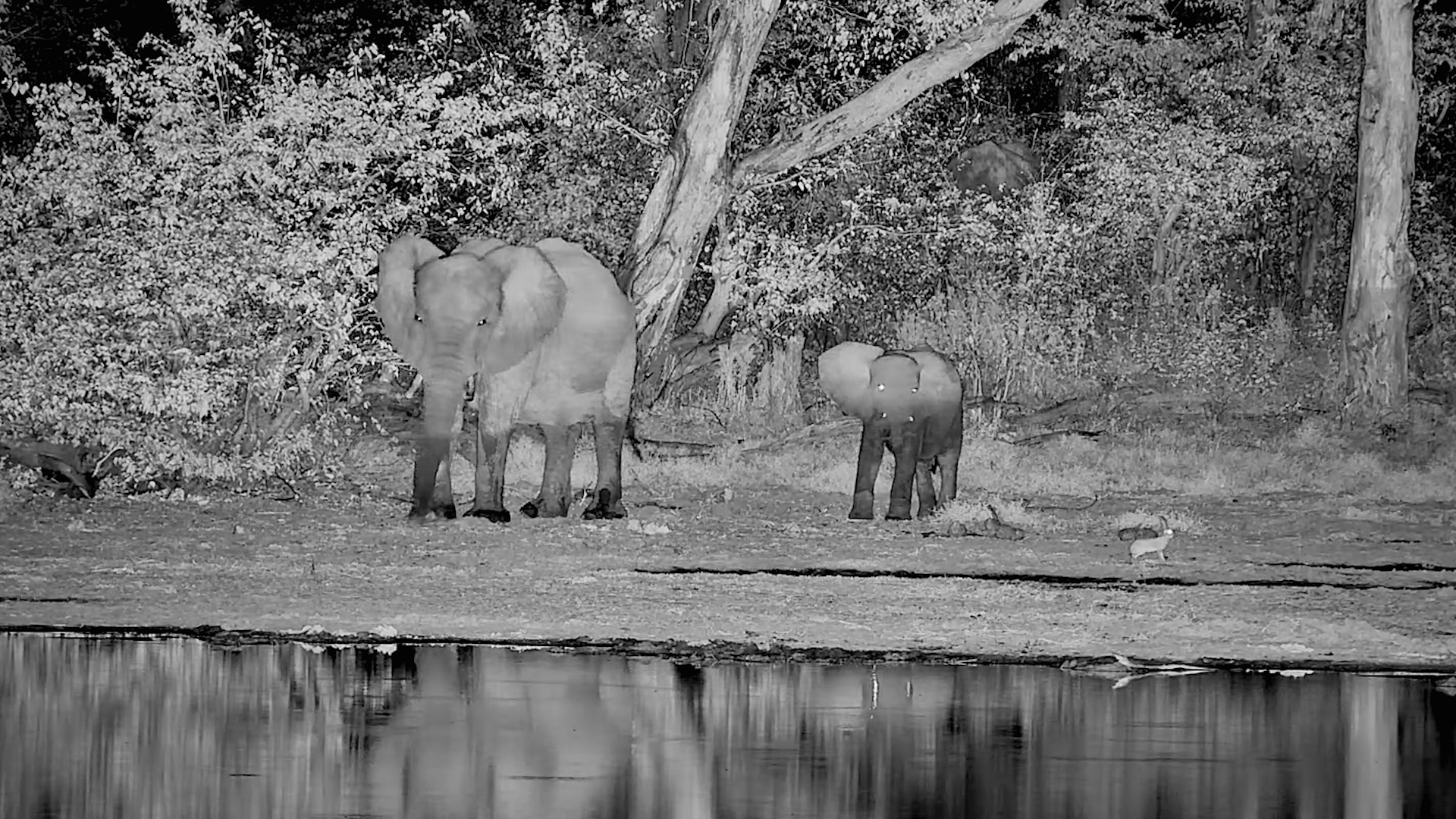 A Quiet Night With an Elephant Mum and Calf