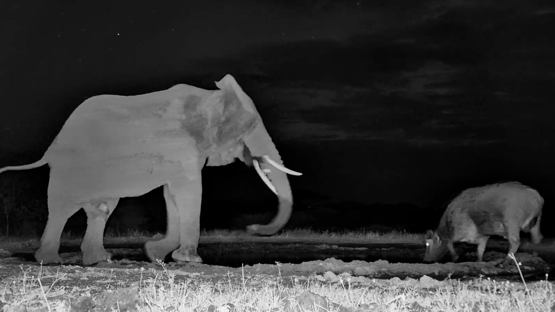 This Buffalo Wouldn’t Move for the Elephant