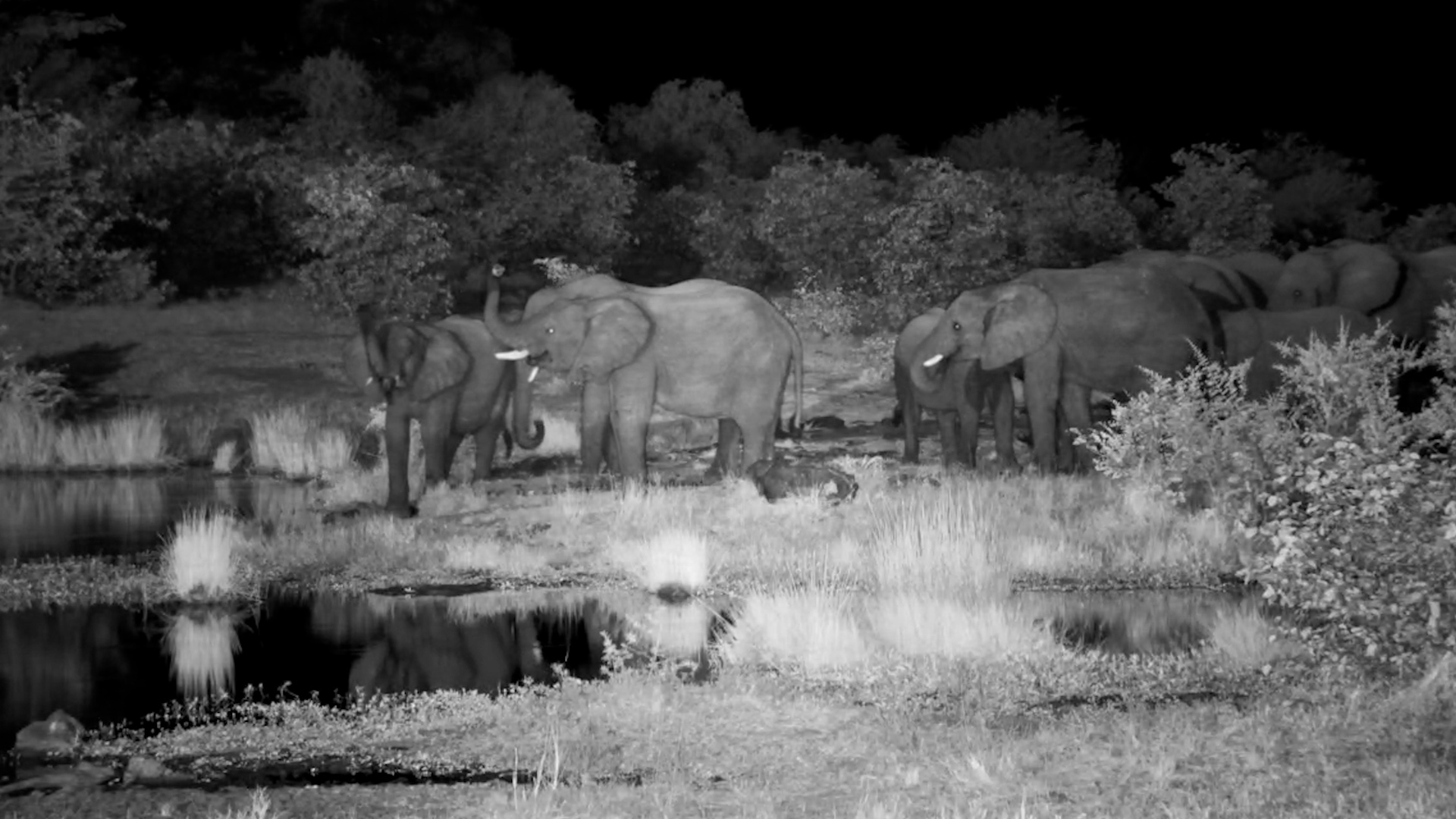 Elephants in the Dark