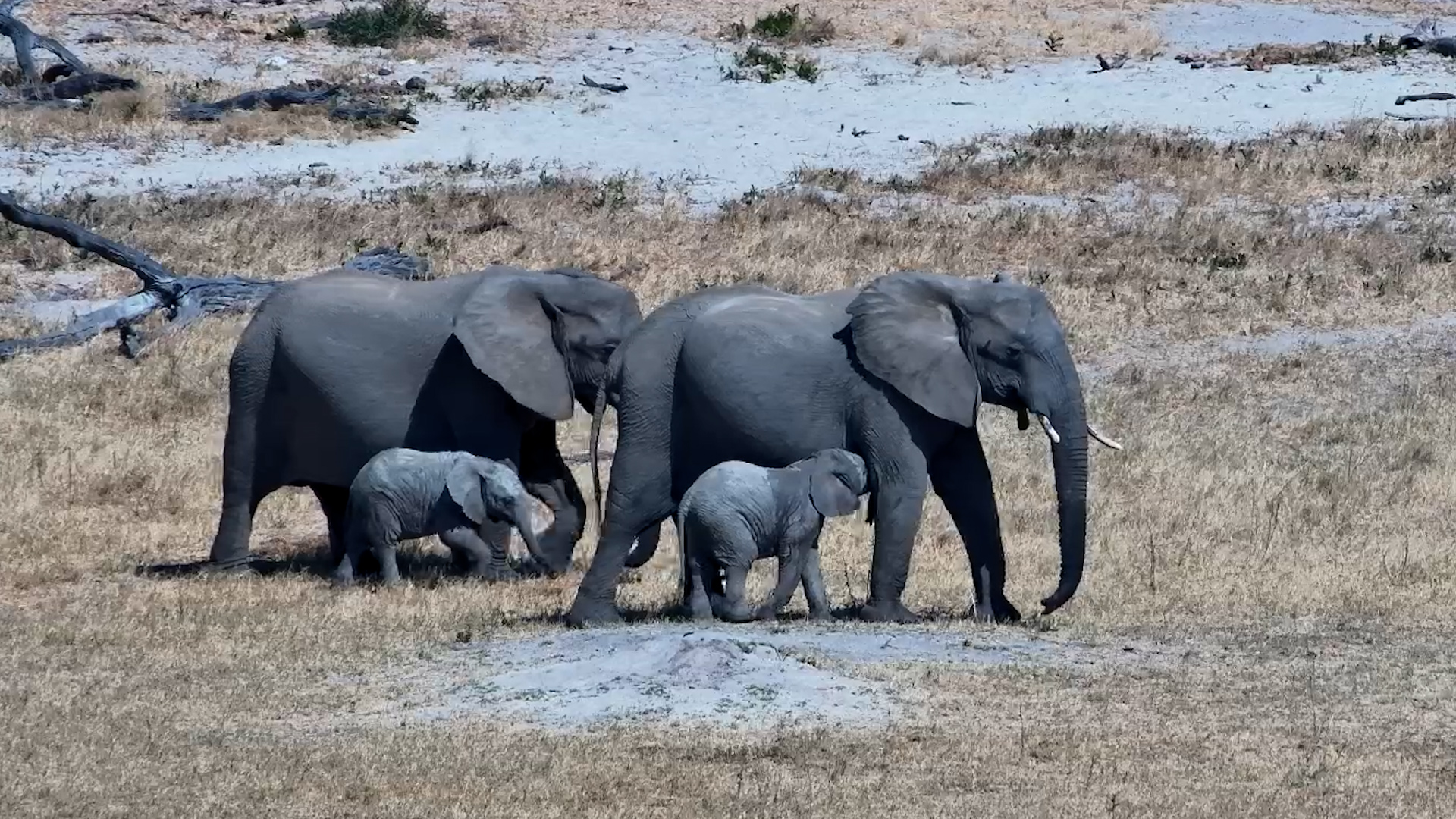 A Family Drink Stop, Elephant Style