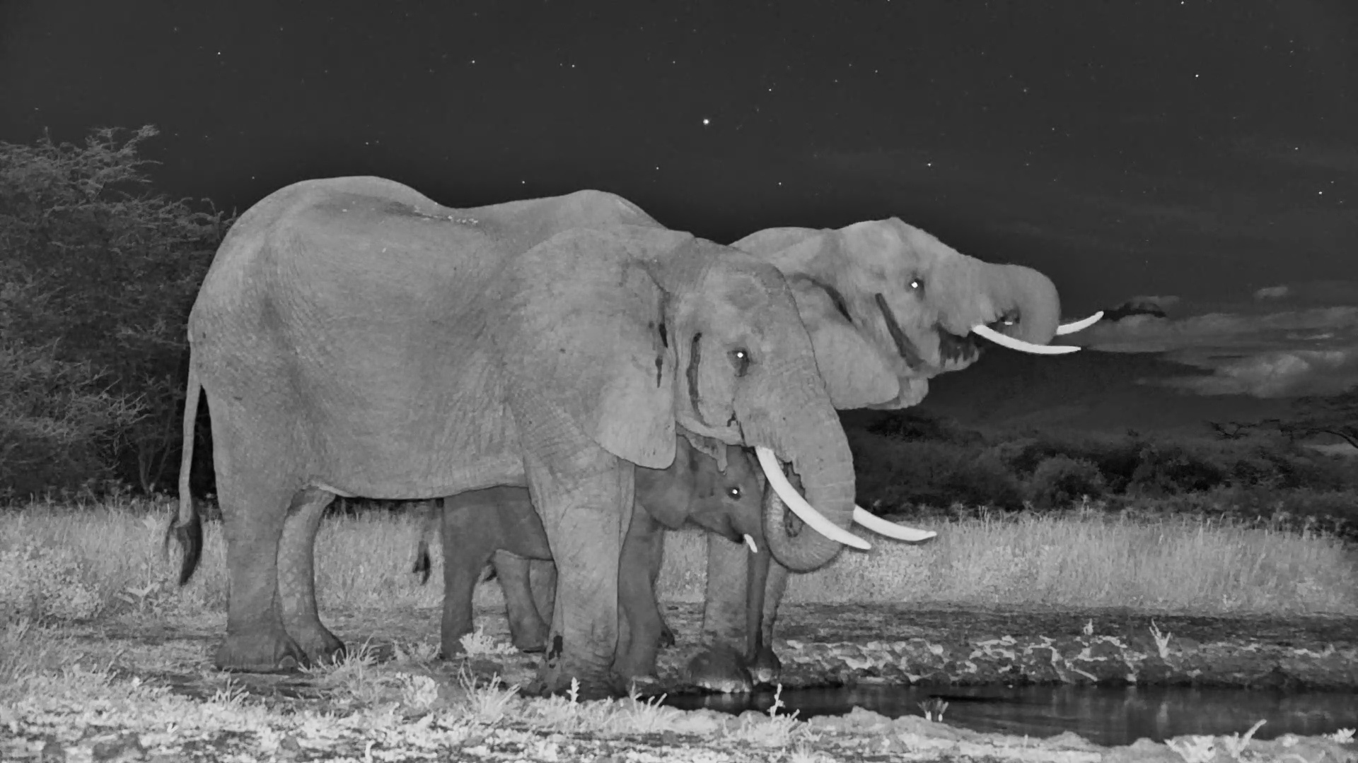 Elephant Herd Takes a Water Break with Young One