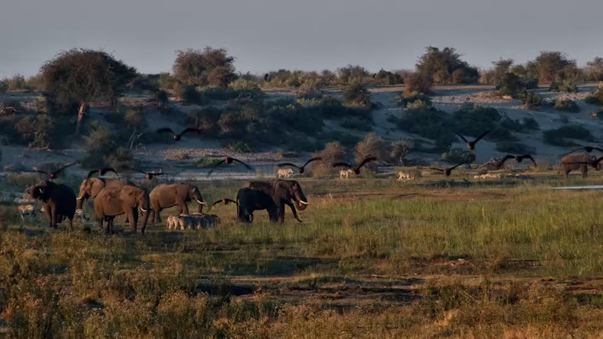 Elephants, Zebras, and Birds Create a Perfect Moela Scene