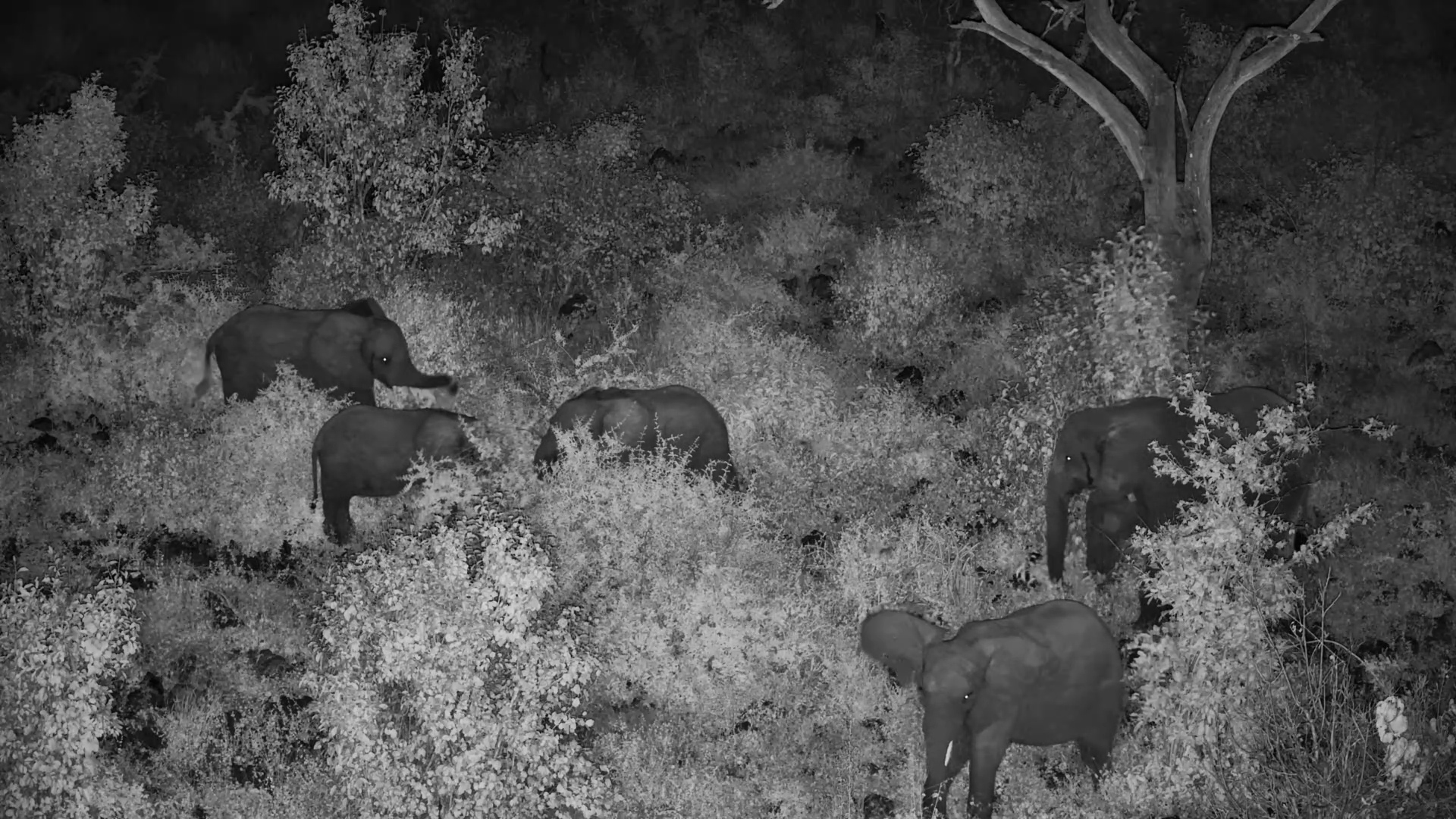 Elephant Herd Feeding At Night