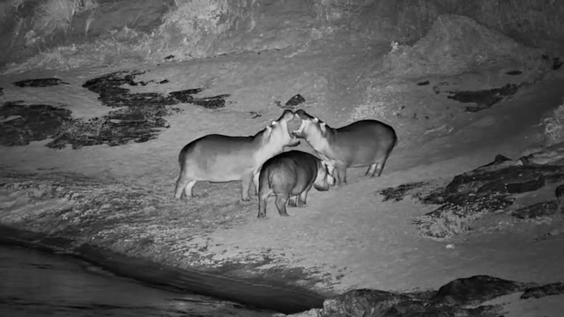 Three Hippos Try to Spar… but Nobody Can Pick an Opponent