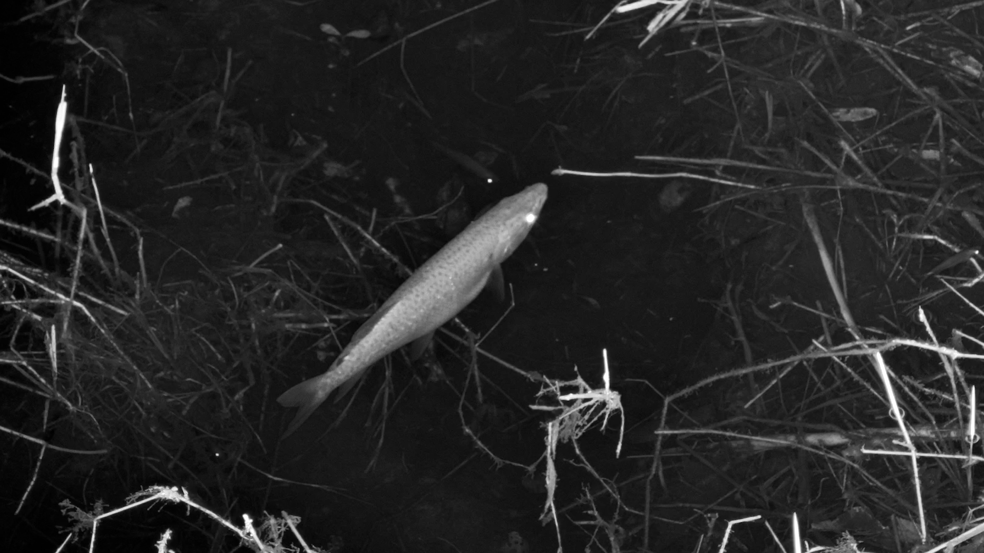 Ever Wondered What Fish Do at Night?
