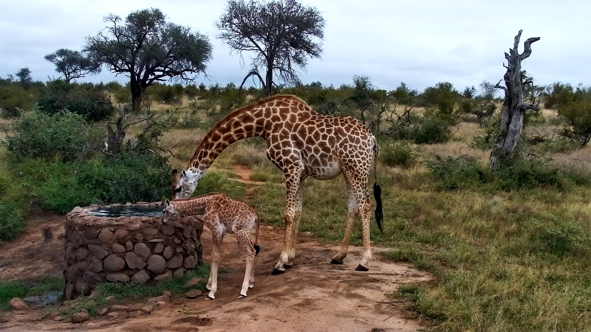 Newborn Giraffe at the Well… Umbilical Cord Still Visible