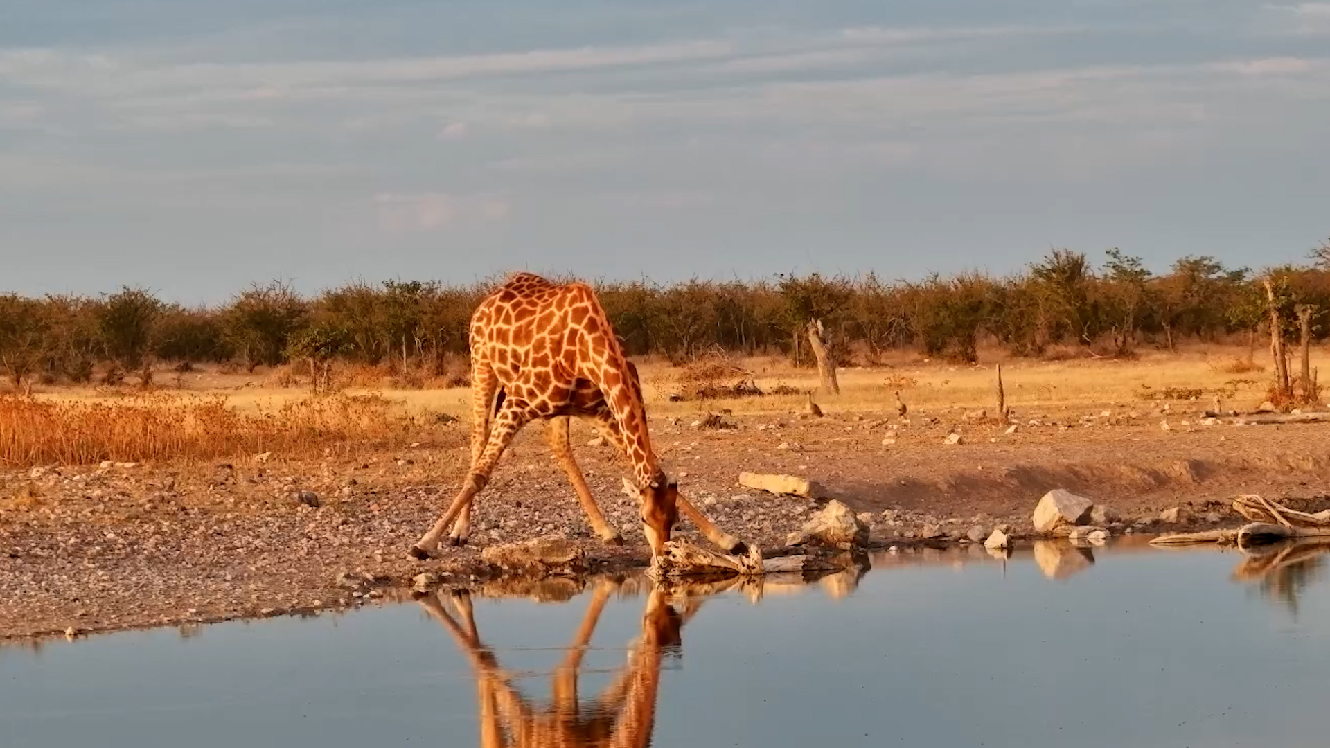 Giant Giraffe Drinks Up!