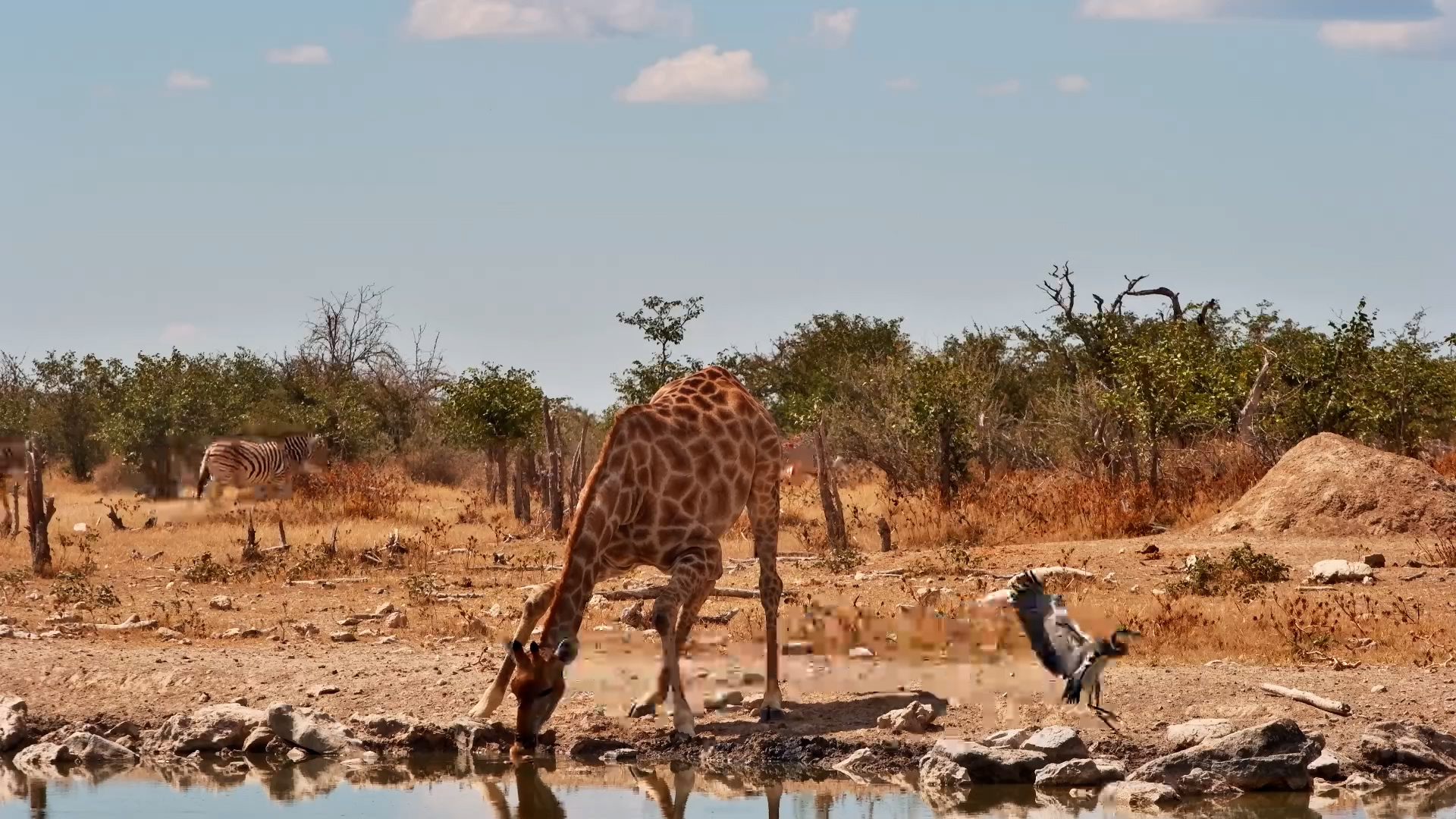 Safarihoek Waterhole in Motion