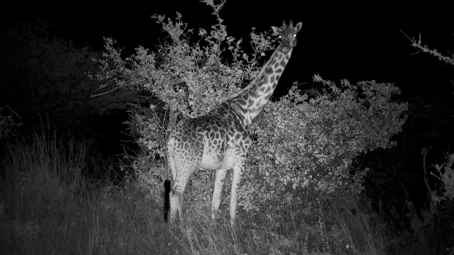 Giraffe's Night Snack Caught on Camera