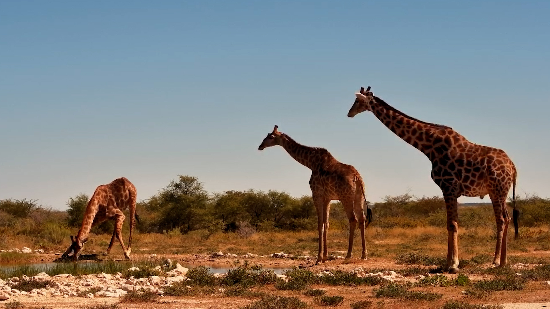 Three Giants Take a Sip