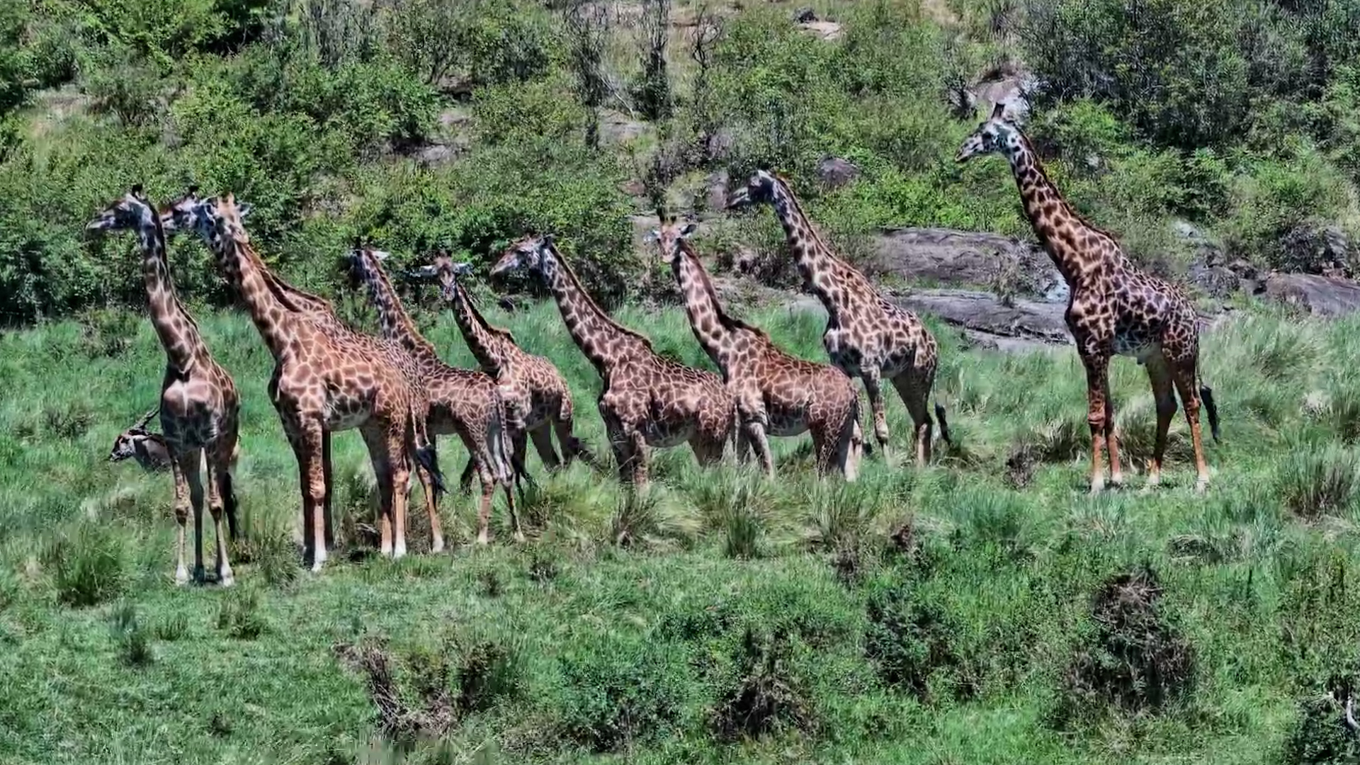 The Tallest Herd