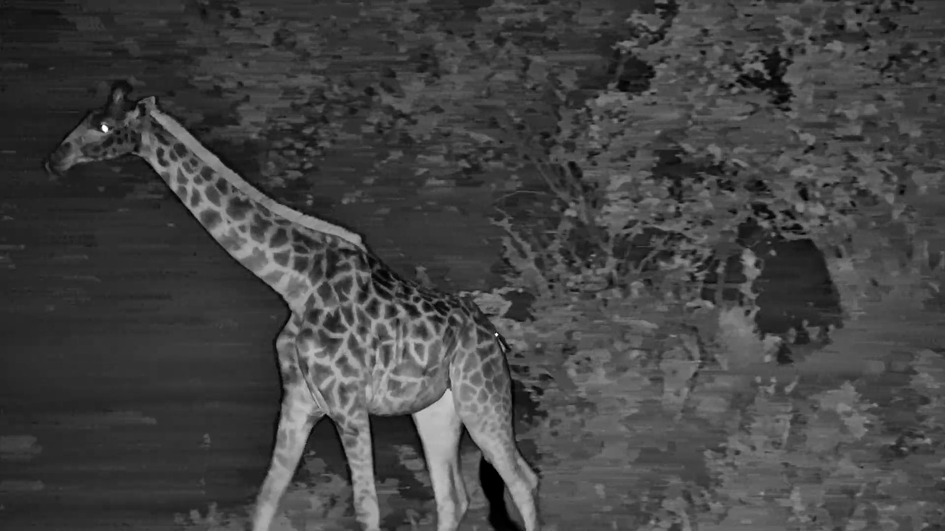 What Giraffes Do After Dark