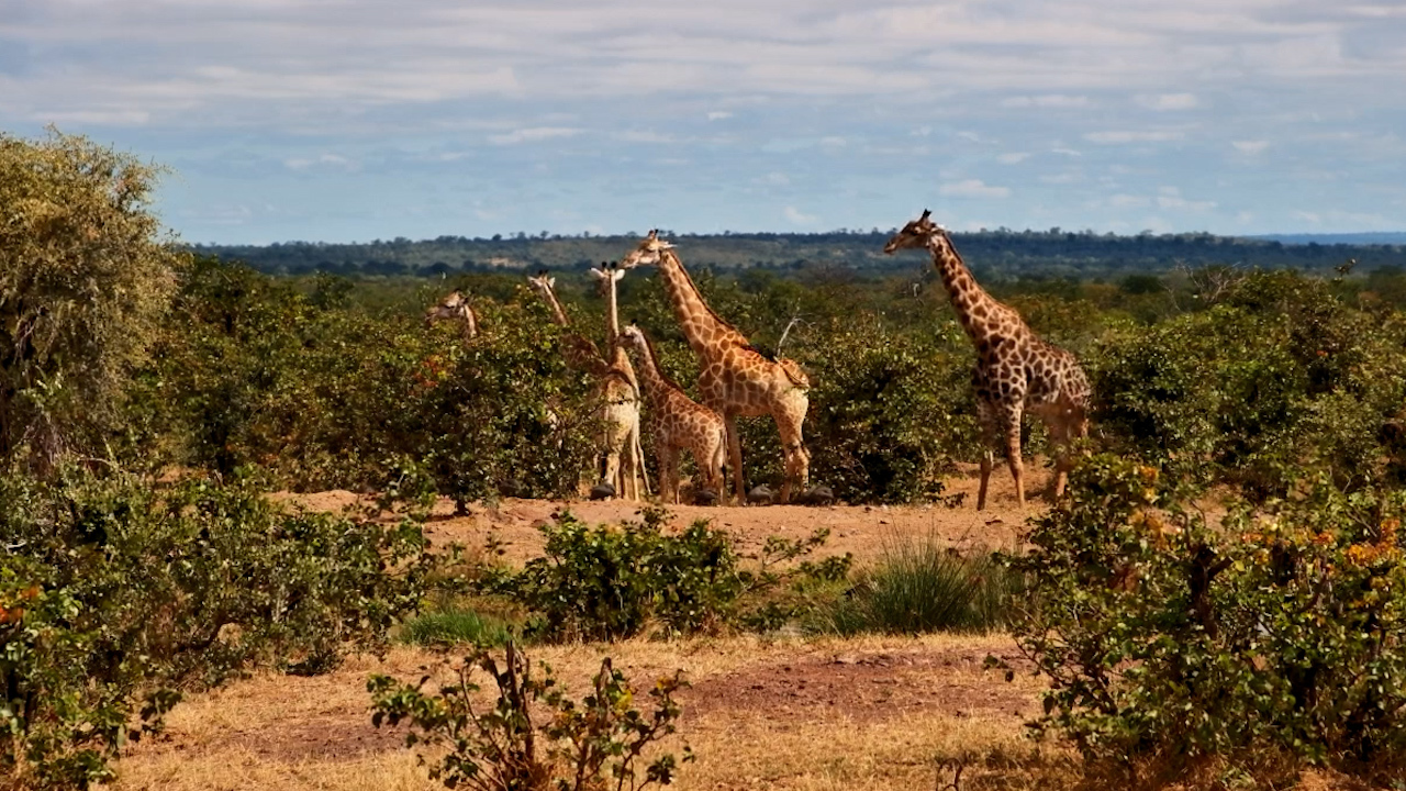 Giraffe Herd at the Waterhole in Vic Falls