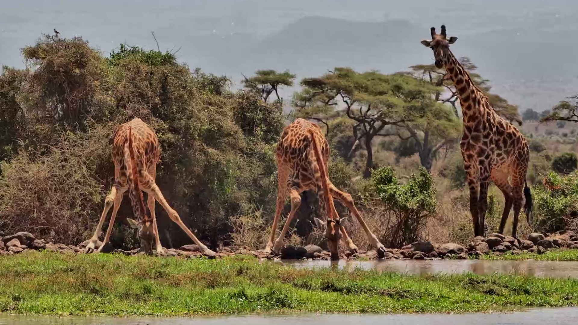 Giraffe Drinks at Tortilis Waterhole