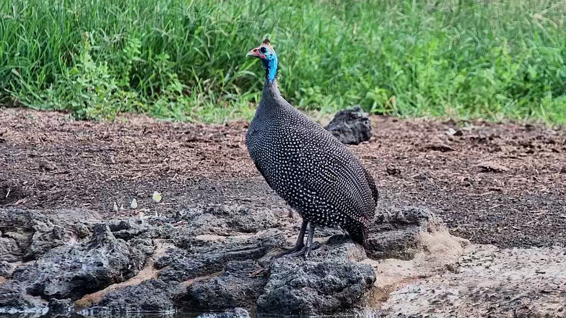 Guineafowl Standing Proud