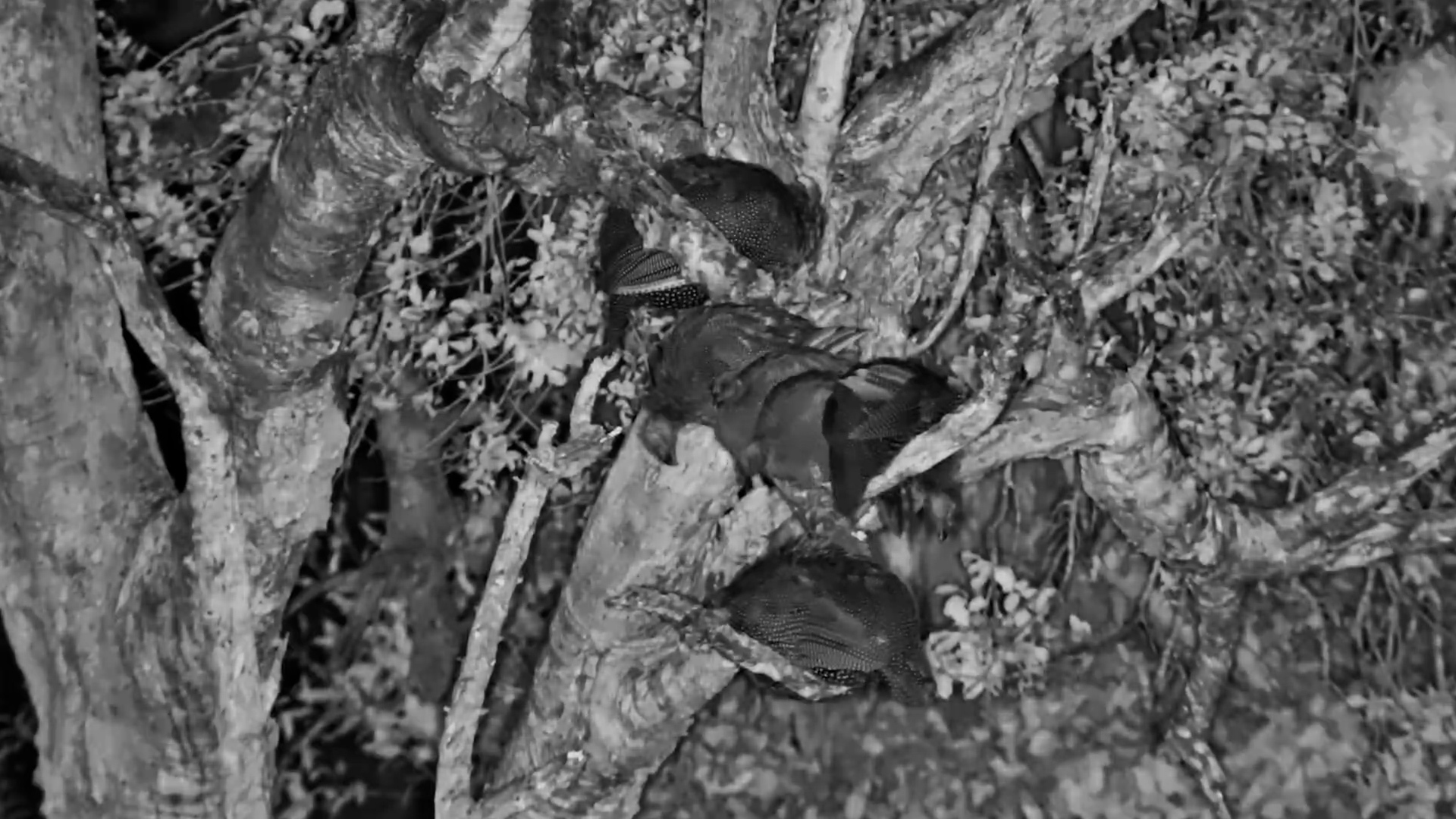 Guineafowls Settle Safely Above Ground