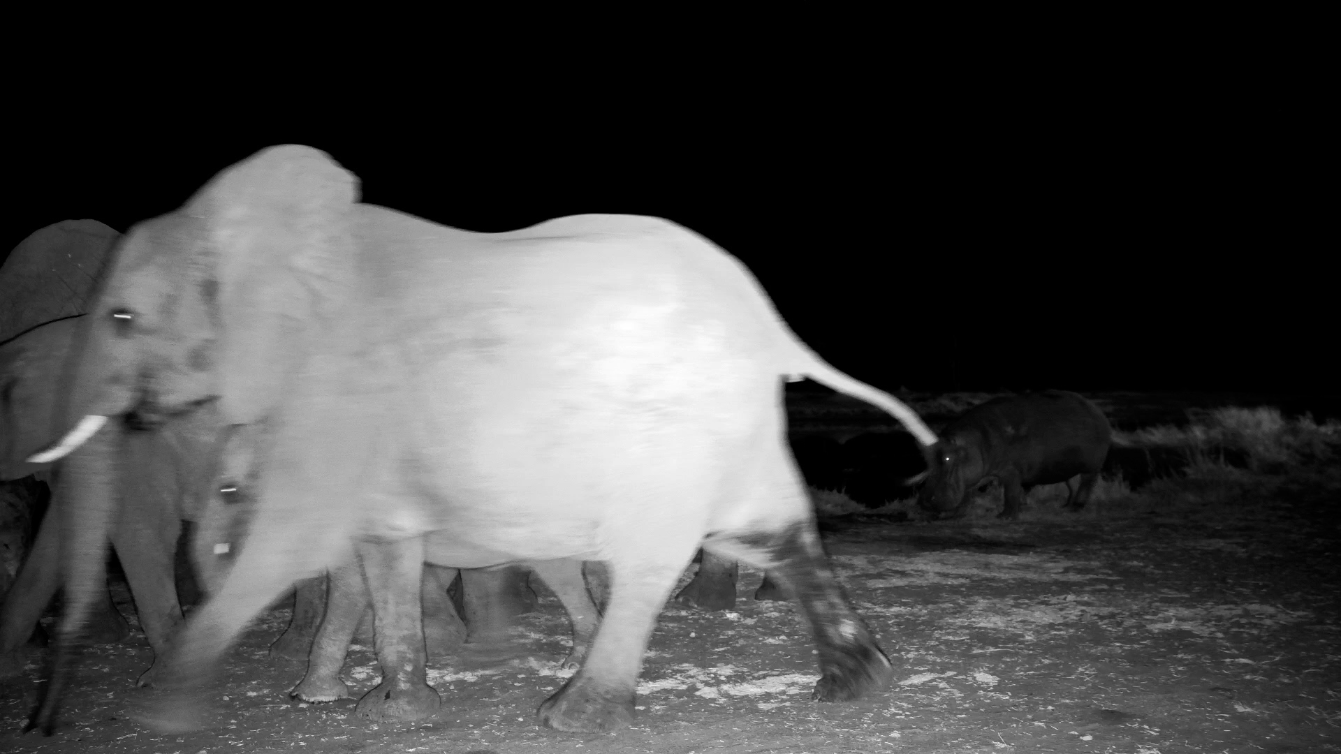 What Happens When Moto Moto Gives the Herd ‘The Look’?