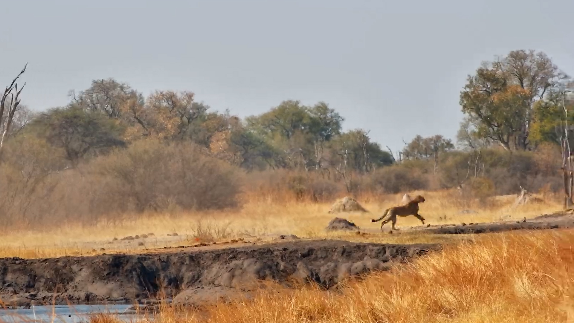Cheetah Darts Past Camera Chasing Waterbuck