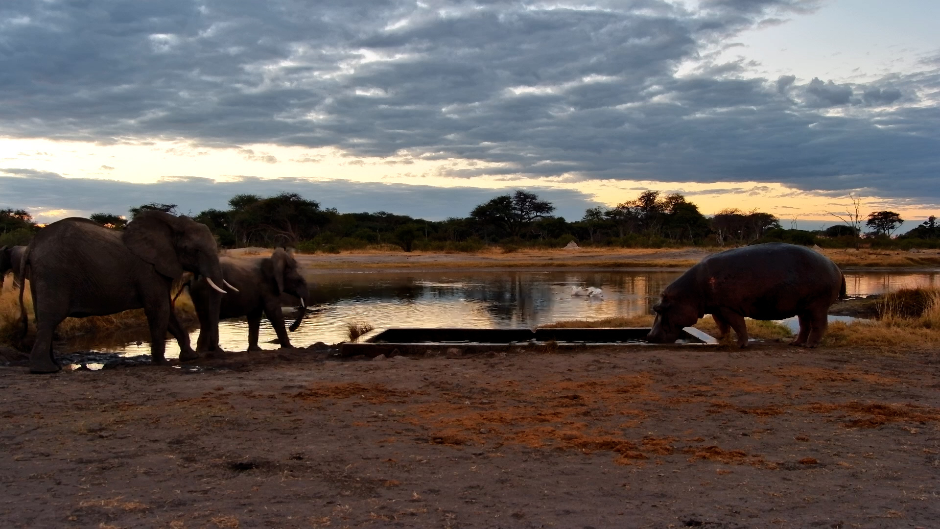 Waterhole Boss: Hippo Moto Moto Takes On the Elephants