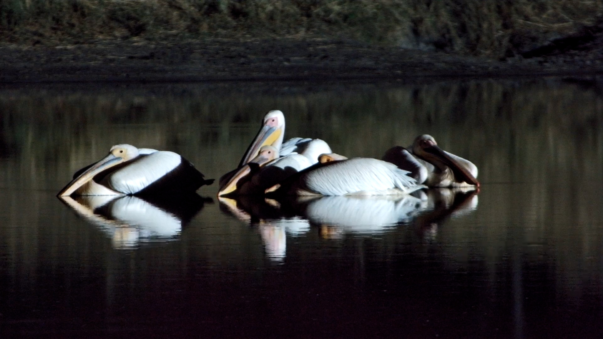 Night Watch: Pelicans Float Peacefully After Dark