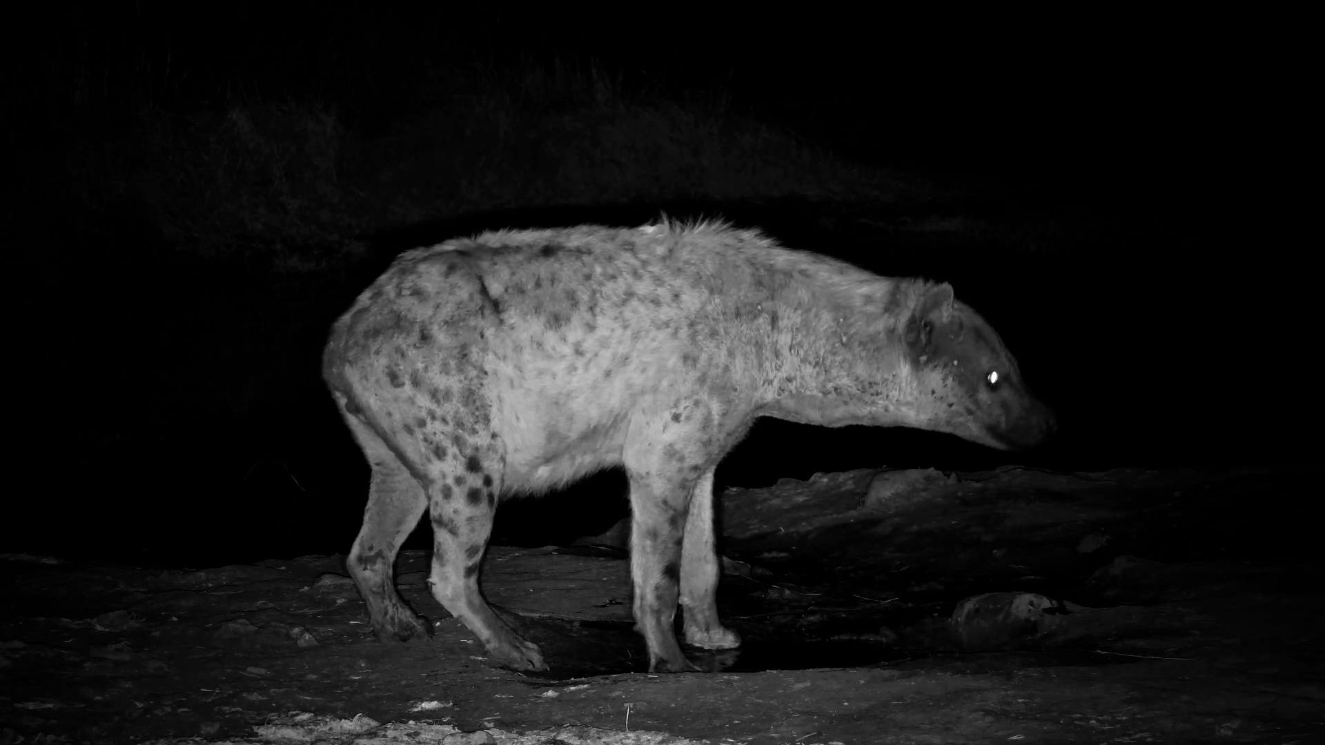 Lonely Hyena with Battle Wounds Visits the Hide