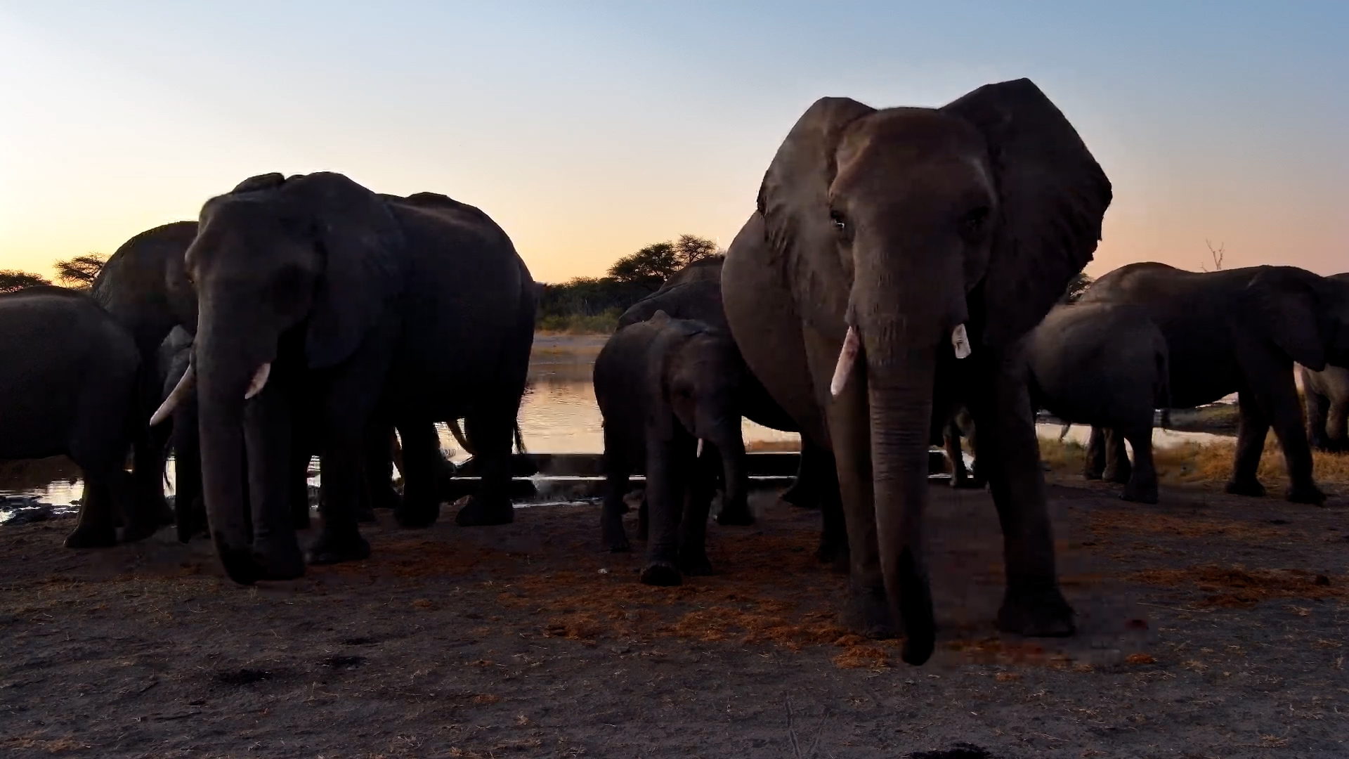 Elephants Enjoy Sundowners & Dust Baths at The Hide
