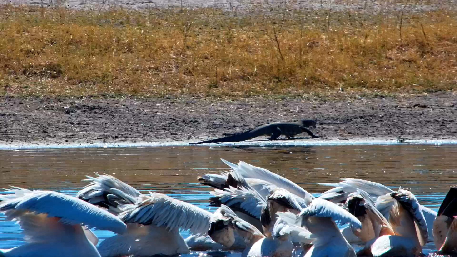 Nile Monitor Lizard’s Graceful Stroll Along The Hide’s Water Edge
