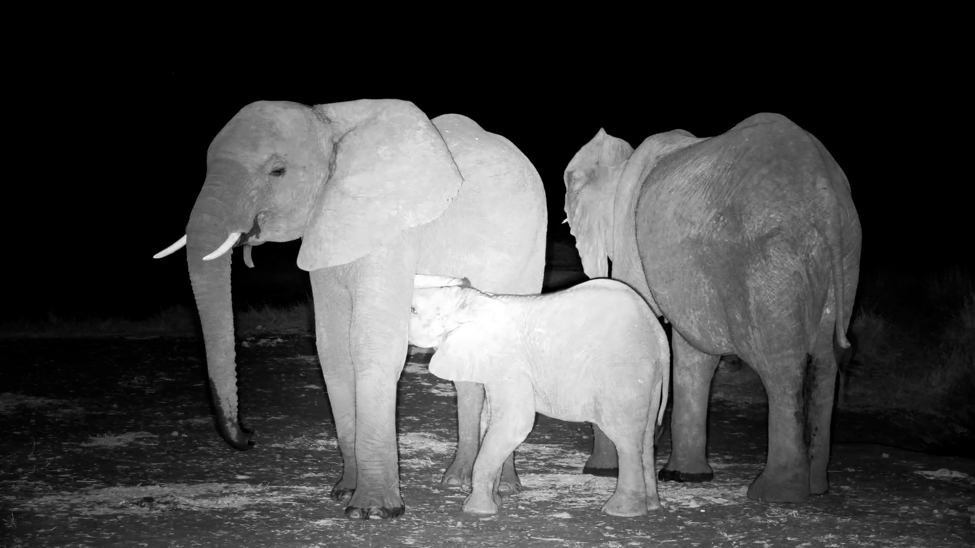 Baby Elephant Tries Nursing from Two Different Females