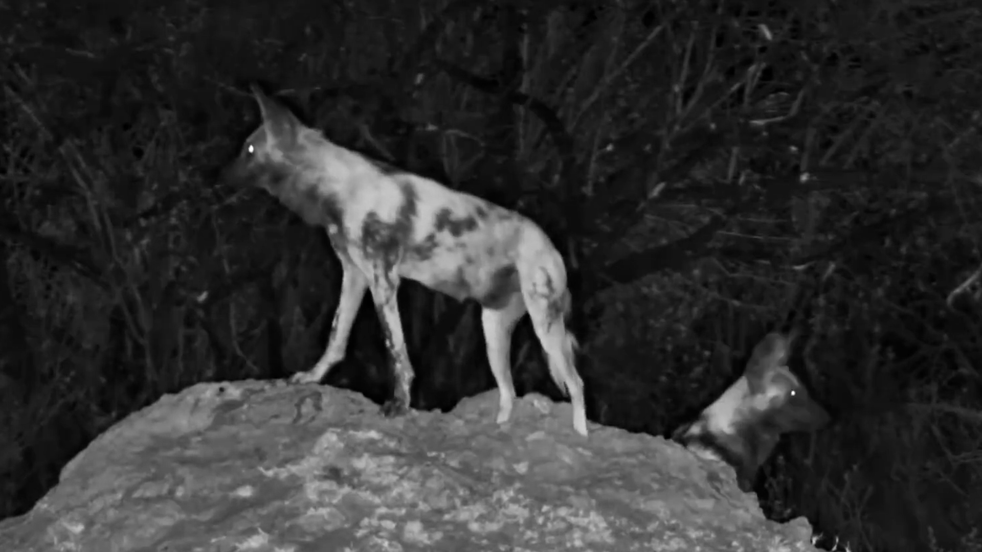 Wild Dogs Investigate Waterhole - Then a Lion Appears!