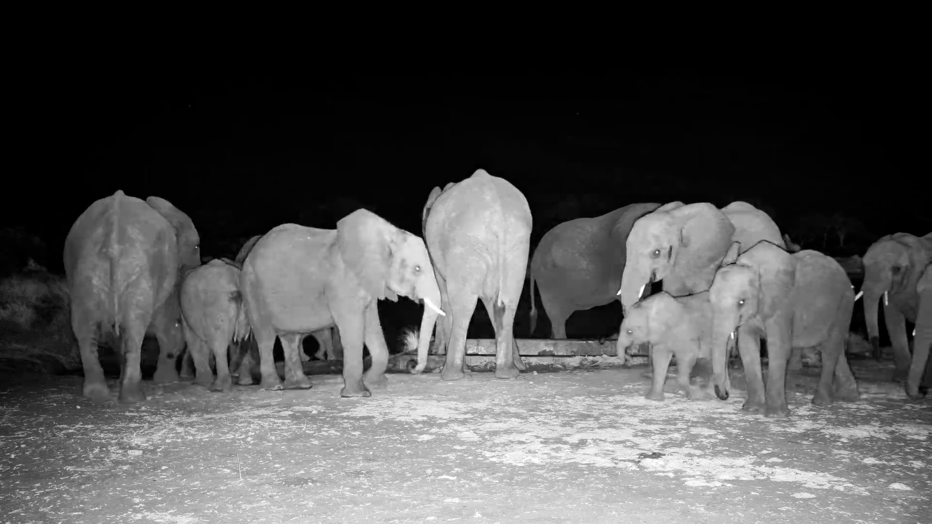 Elephant Herd and Adorable Calf at the Hide