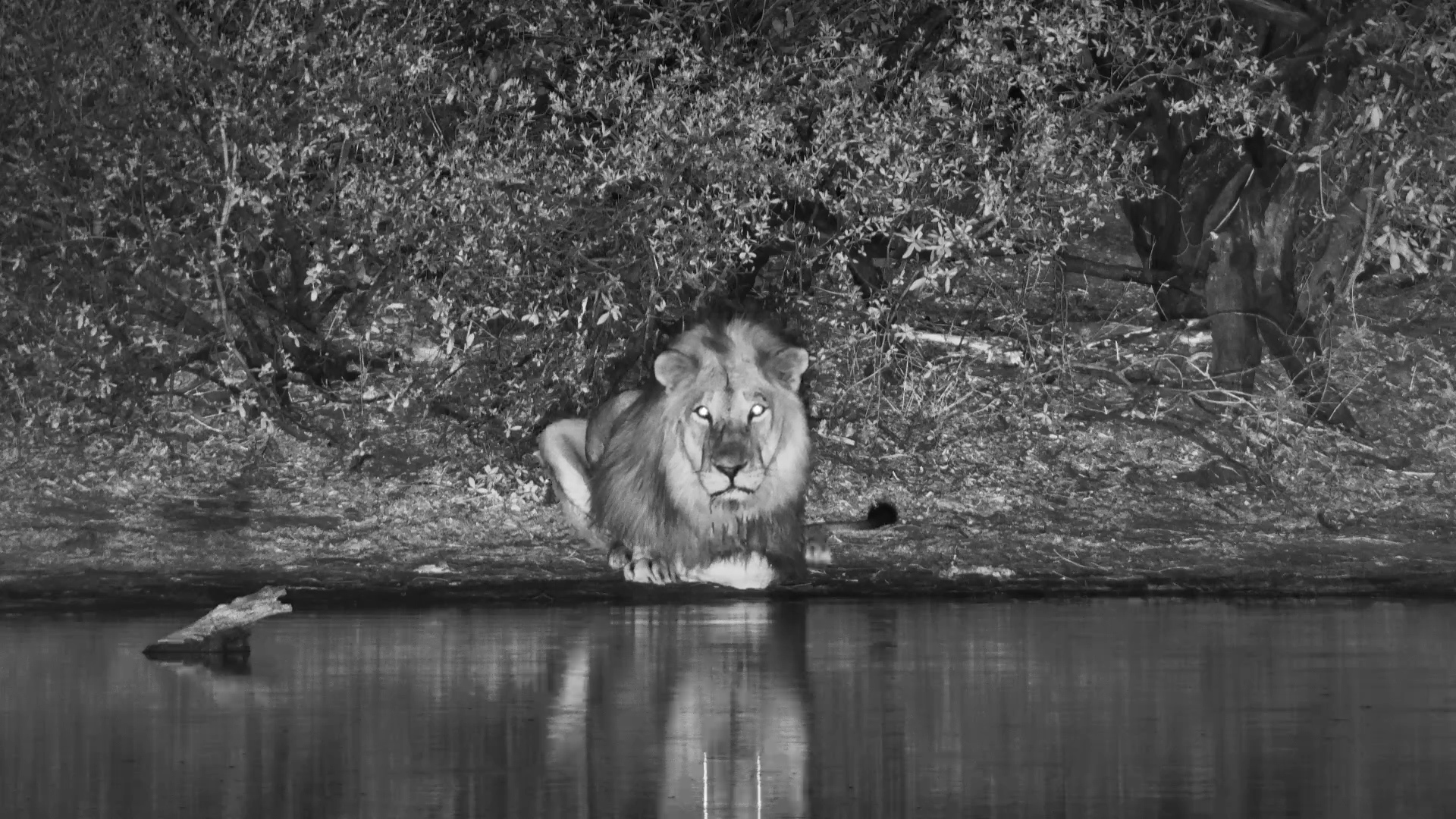 Lion Drinks at The Hide… Then Gets Photobombed by an Elephant Herd!