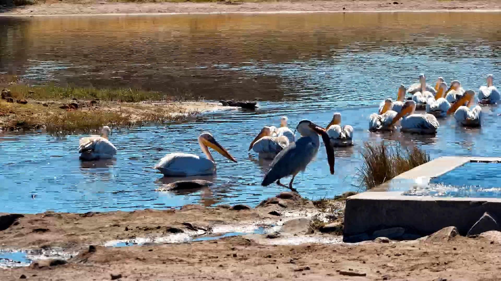 Pelicans Eye Heron’s Fresh Catch