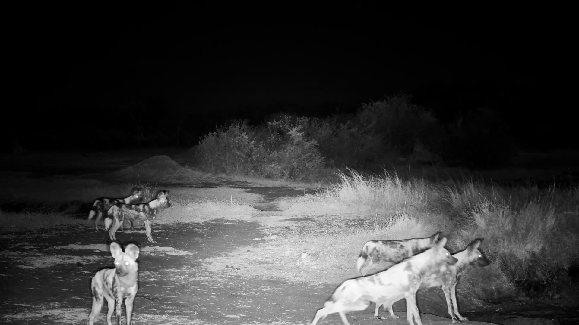Wild Dogs at the Waterhole - What Made Them Walk Away?