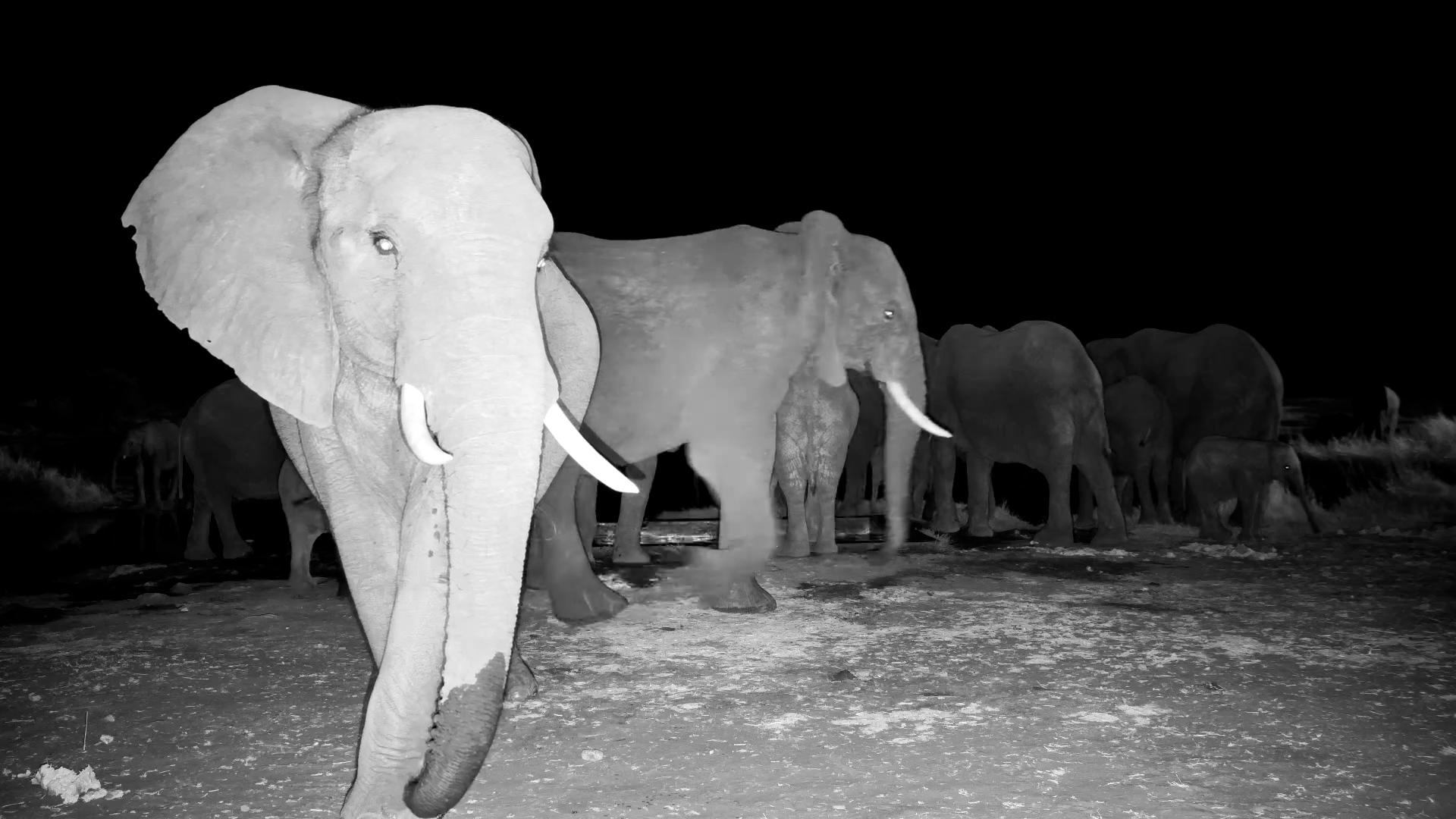 Elegant Elephant Strikes a Pose at The Hide