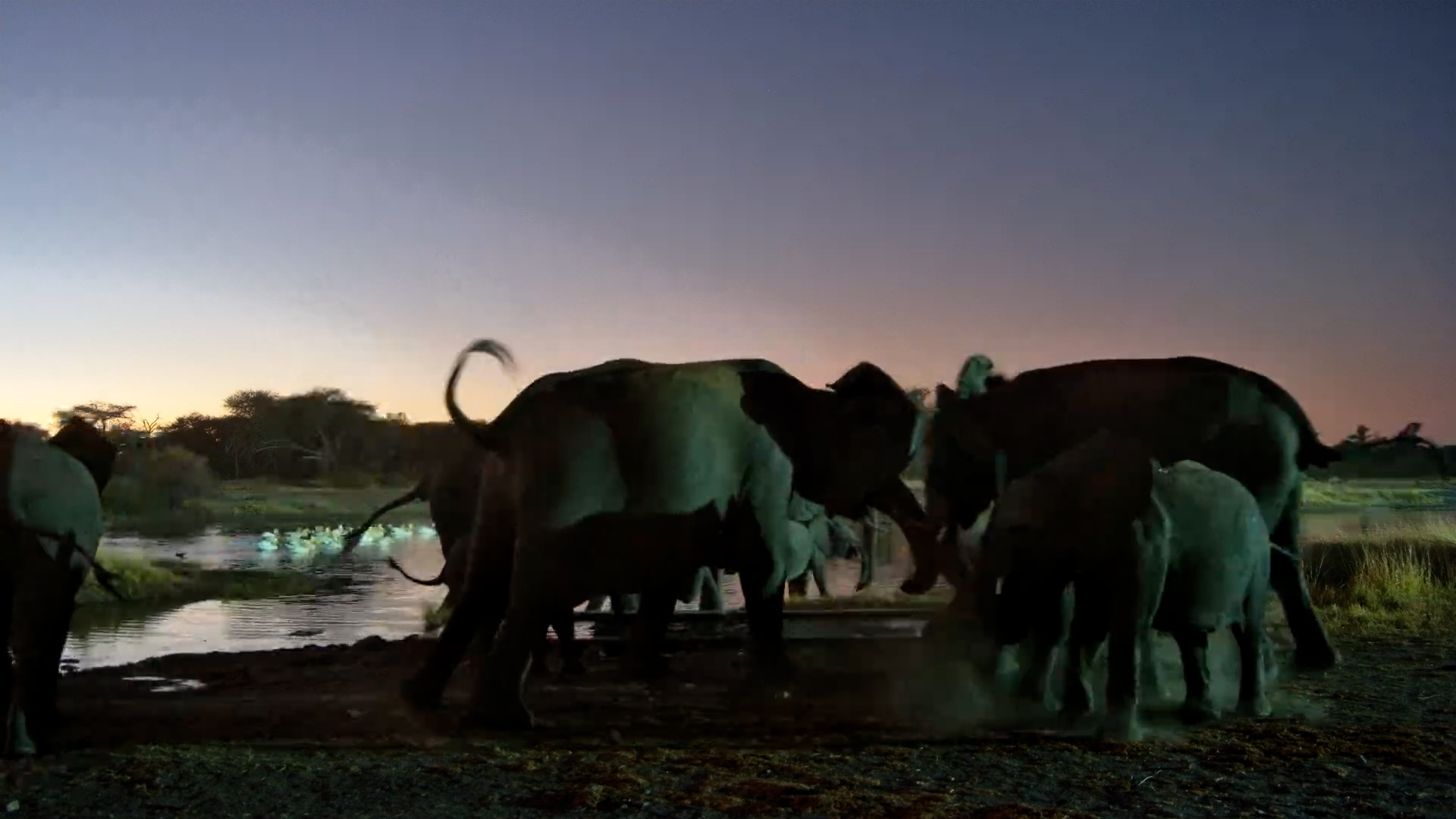 Noisy Herd Commotion at The Hide Waterhole