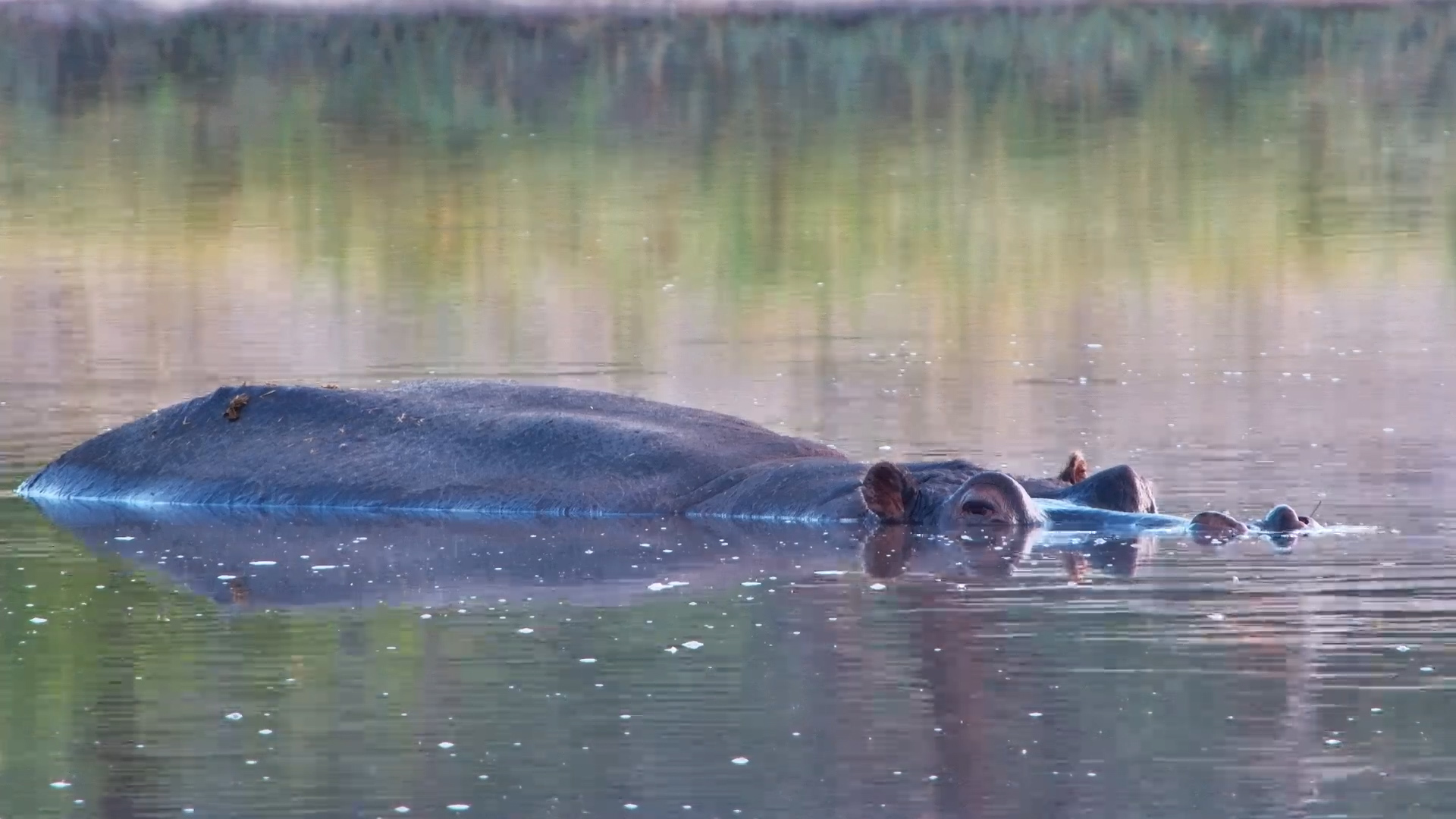 Moto Moto the Hippo Chillin’ at Sunrise