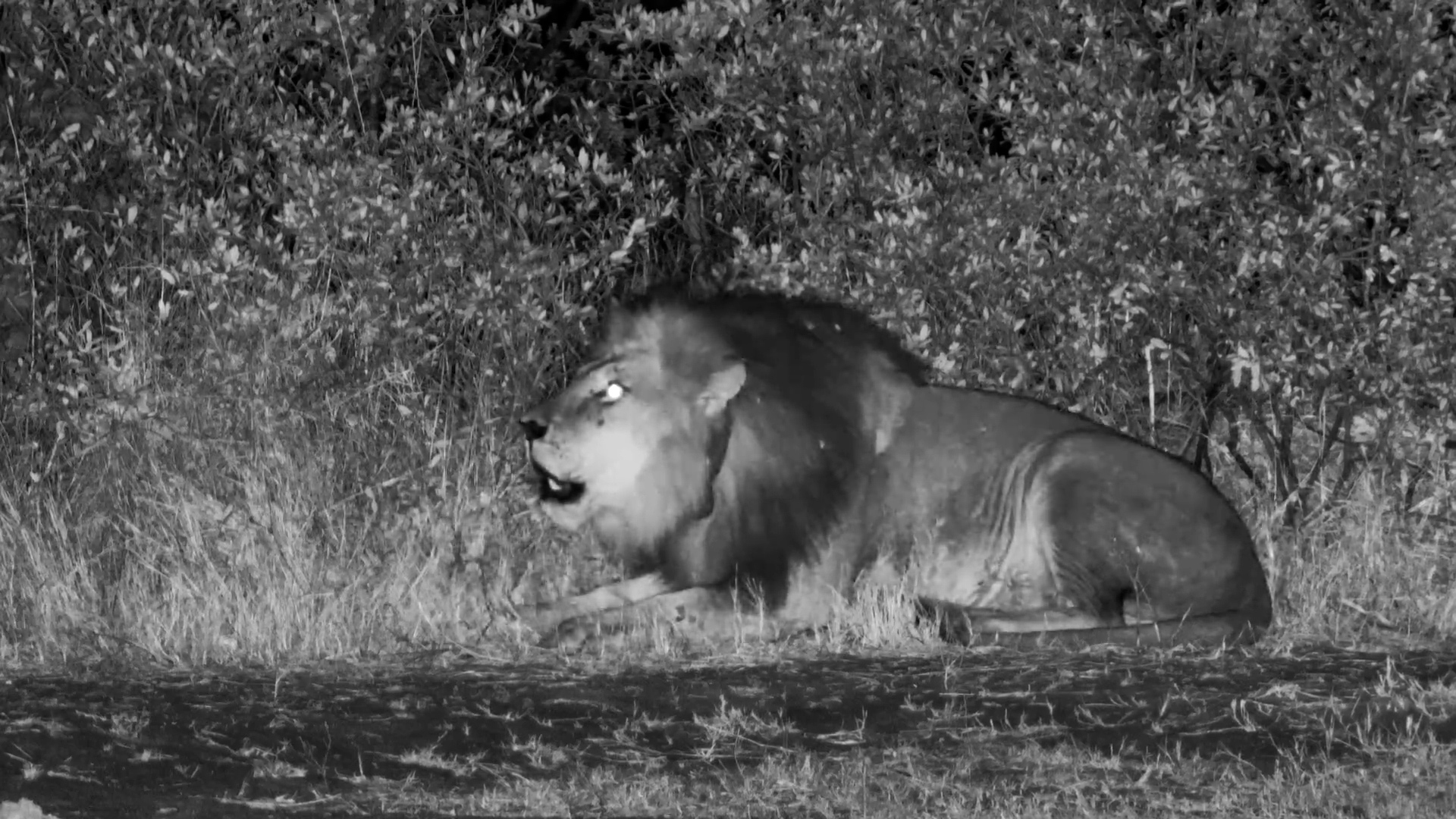 Powerful Roars! Collared Male Lion Has a Lot to Say at The Hide