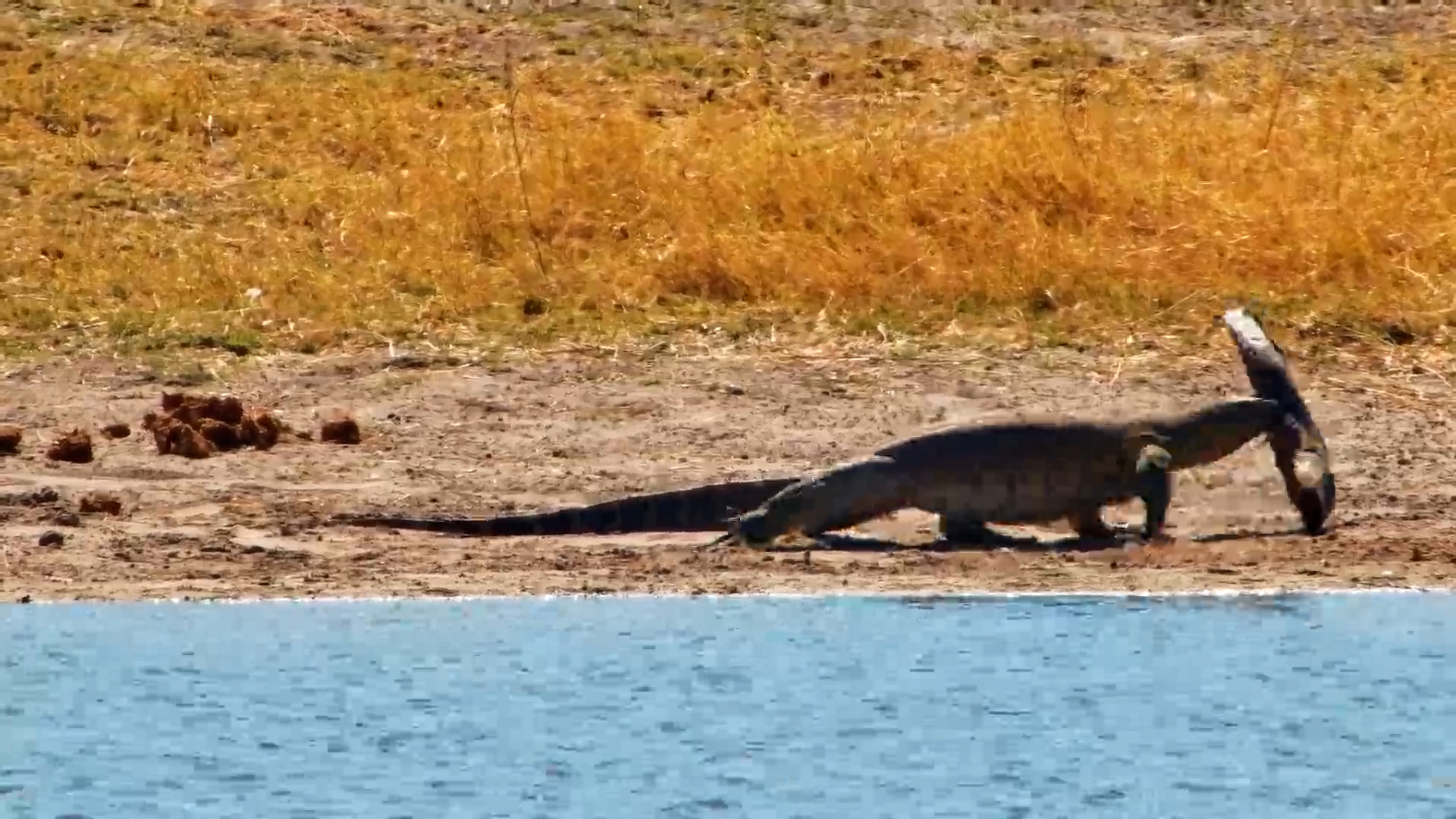 Monitor Lizard Scores a Dead Catfish Meal
