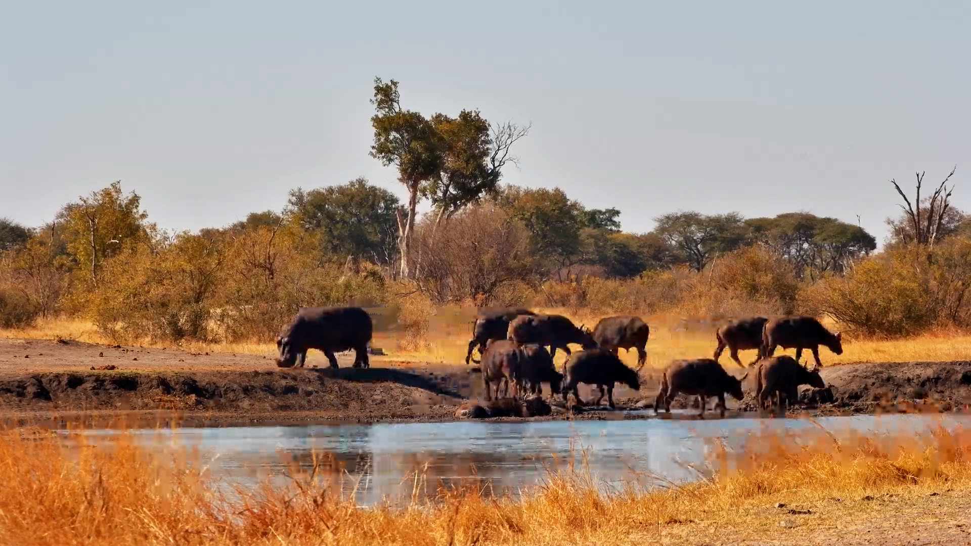Hippo Charges Through Buffalo Herd