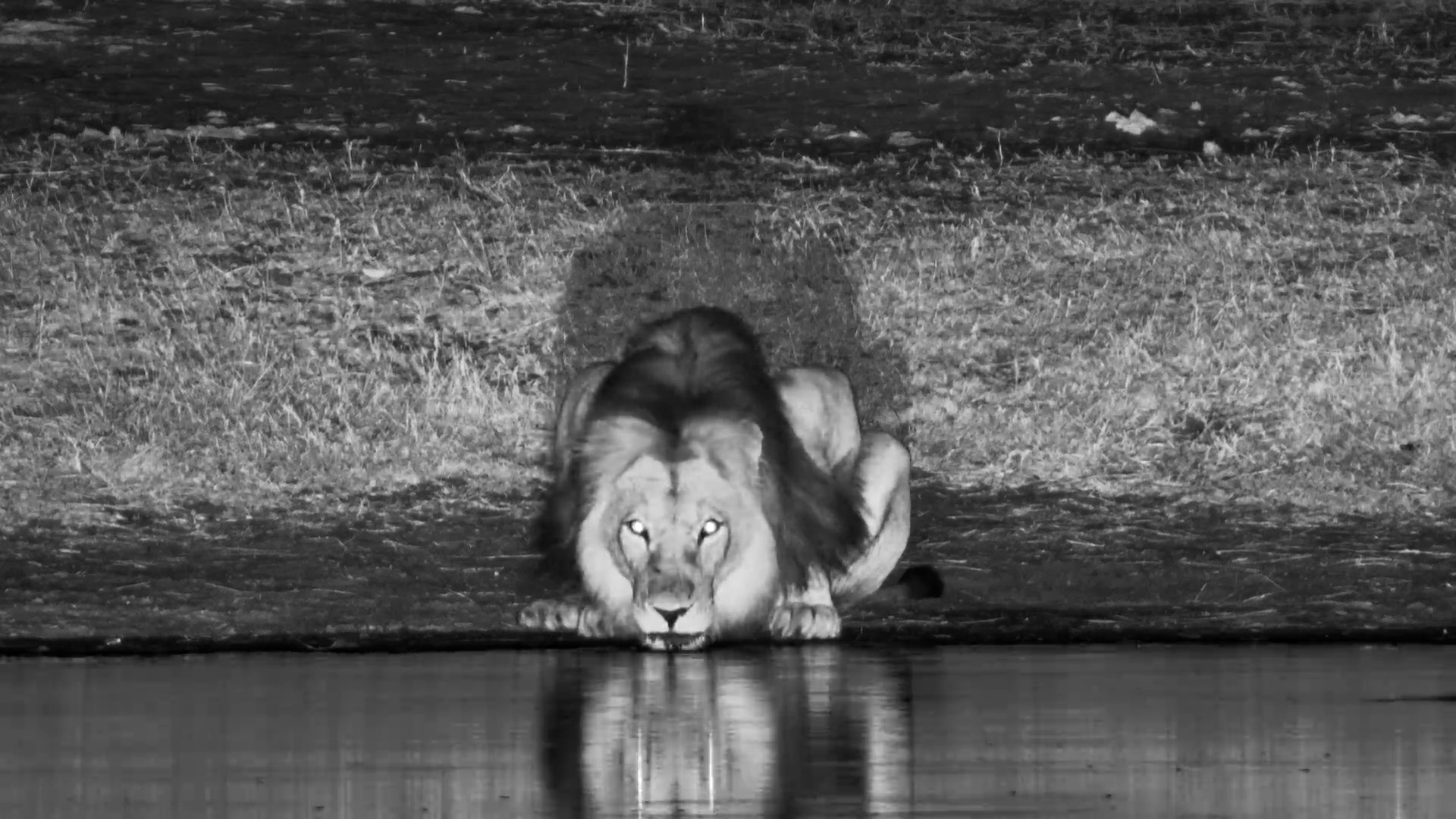 Behind the Bush: A Lion Roars and a Hippo Appears