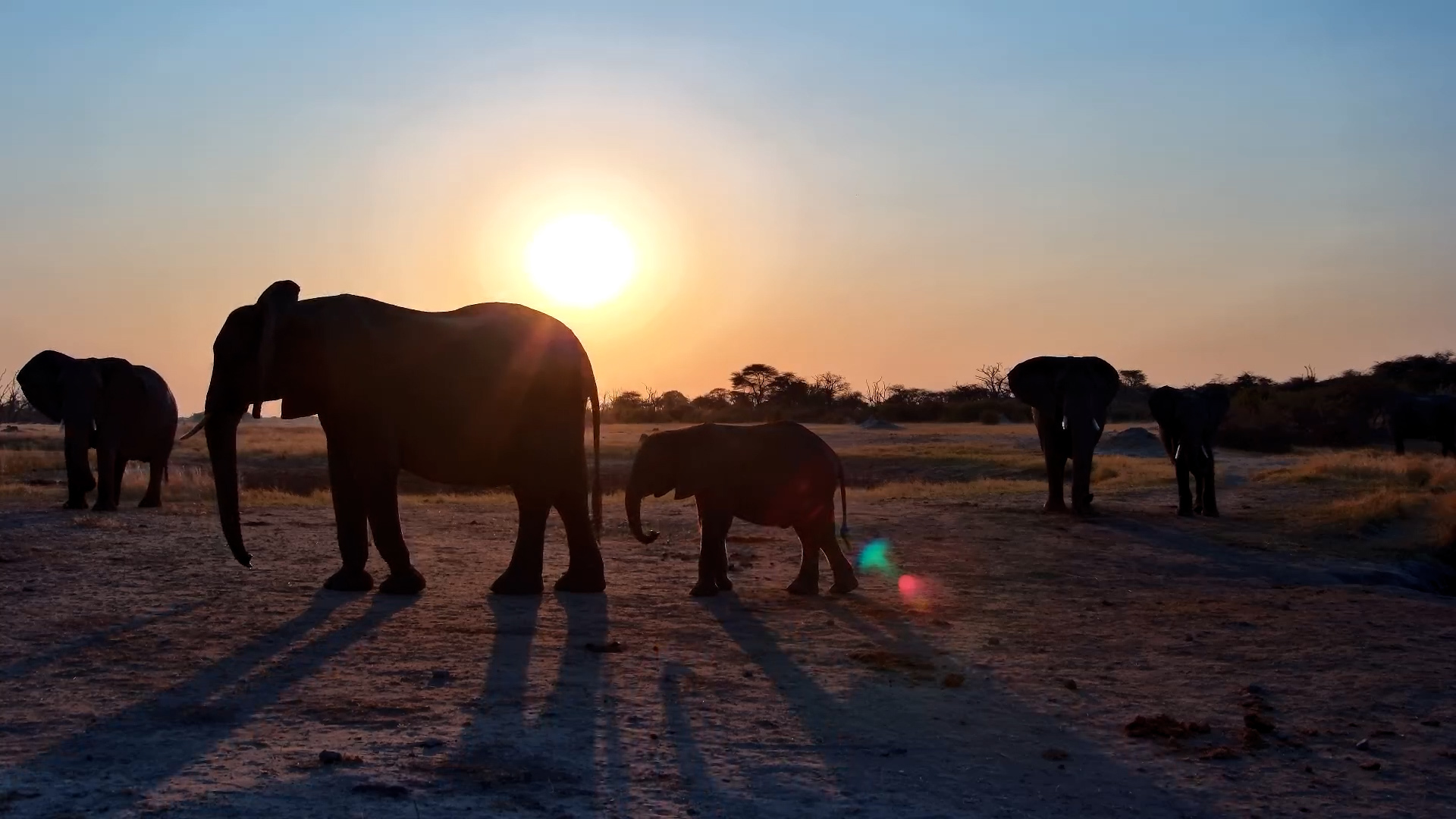 Elephant Herd Arrives for a Sunset Drink