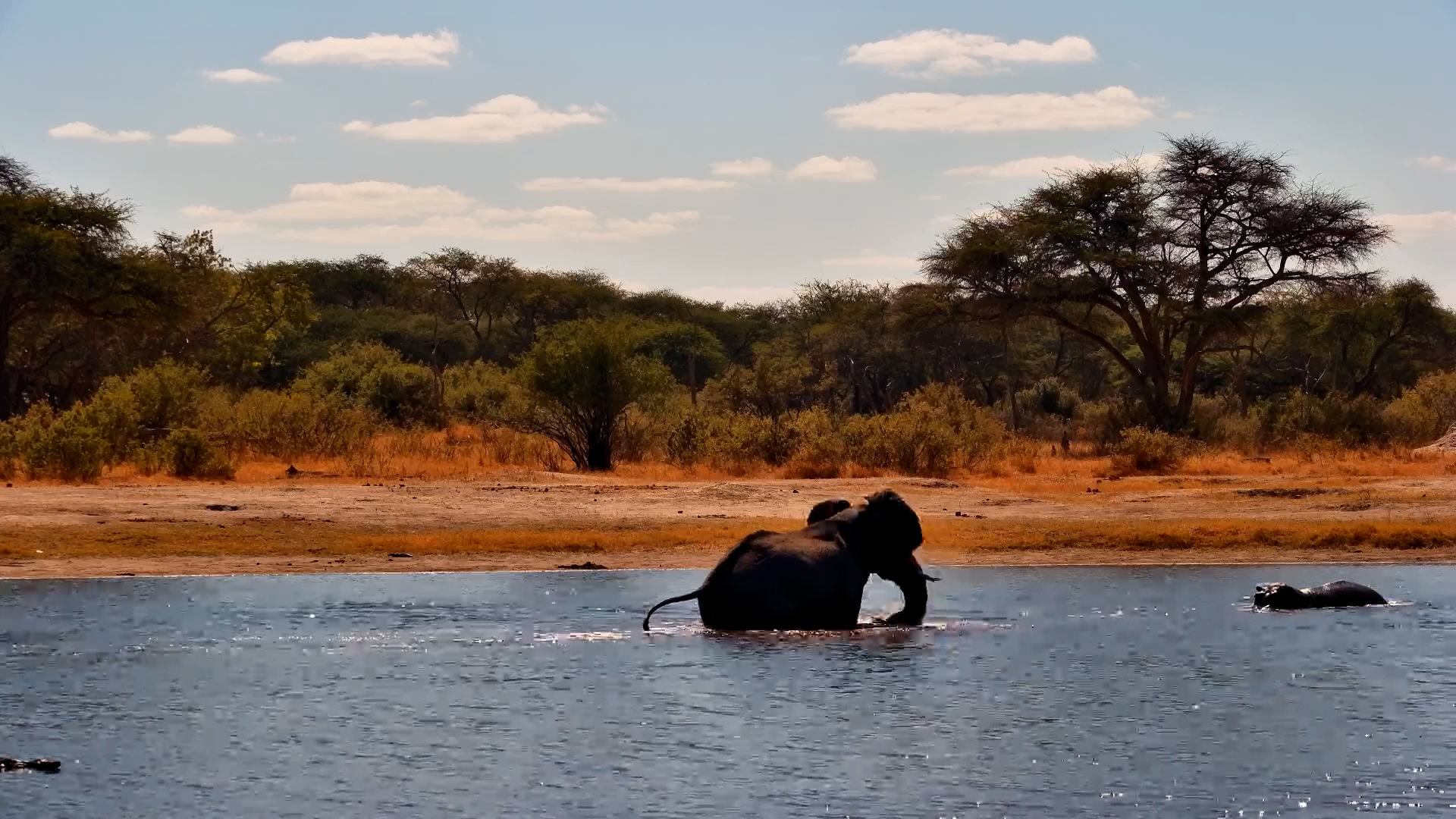 Elephant Wades In to Check Out Moto Moto The Hippo