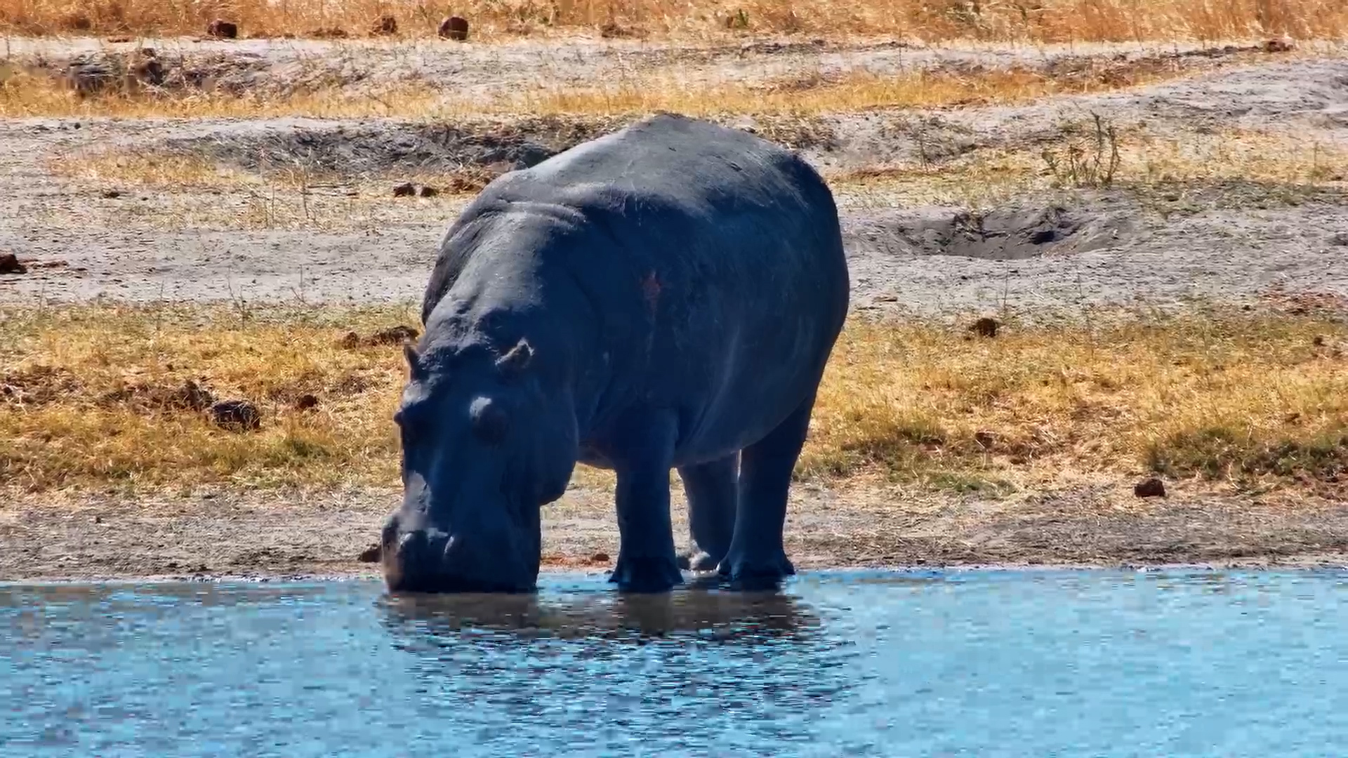 Moto Moto Wakes Up for a Dip at The Hide