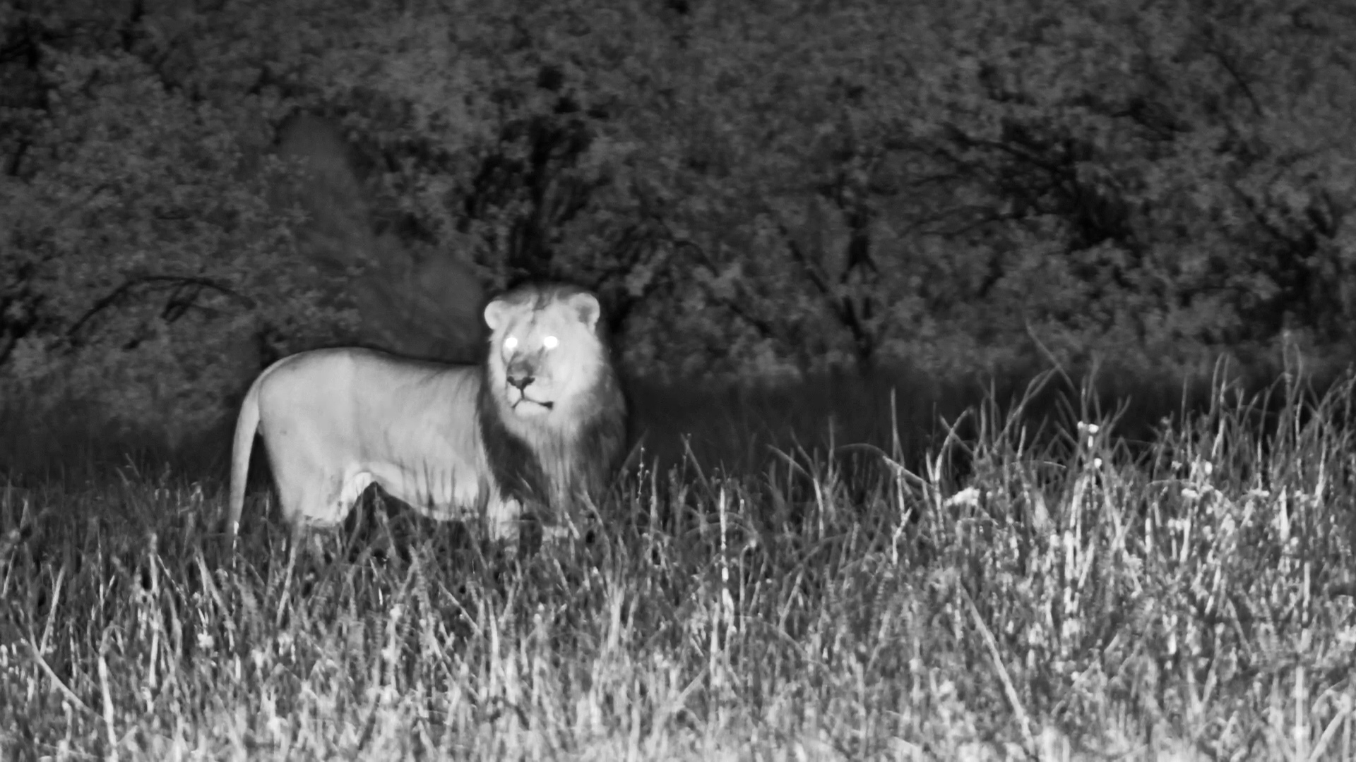 Male Lion Patrols the Waterhole at The Hide, Hwange