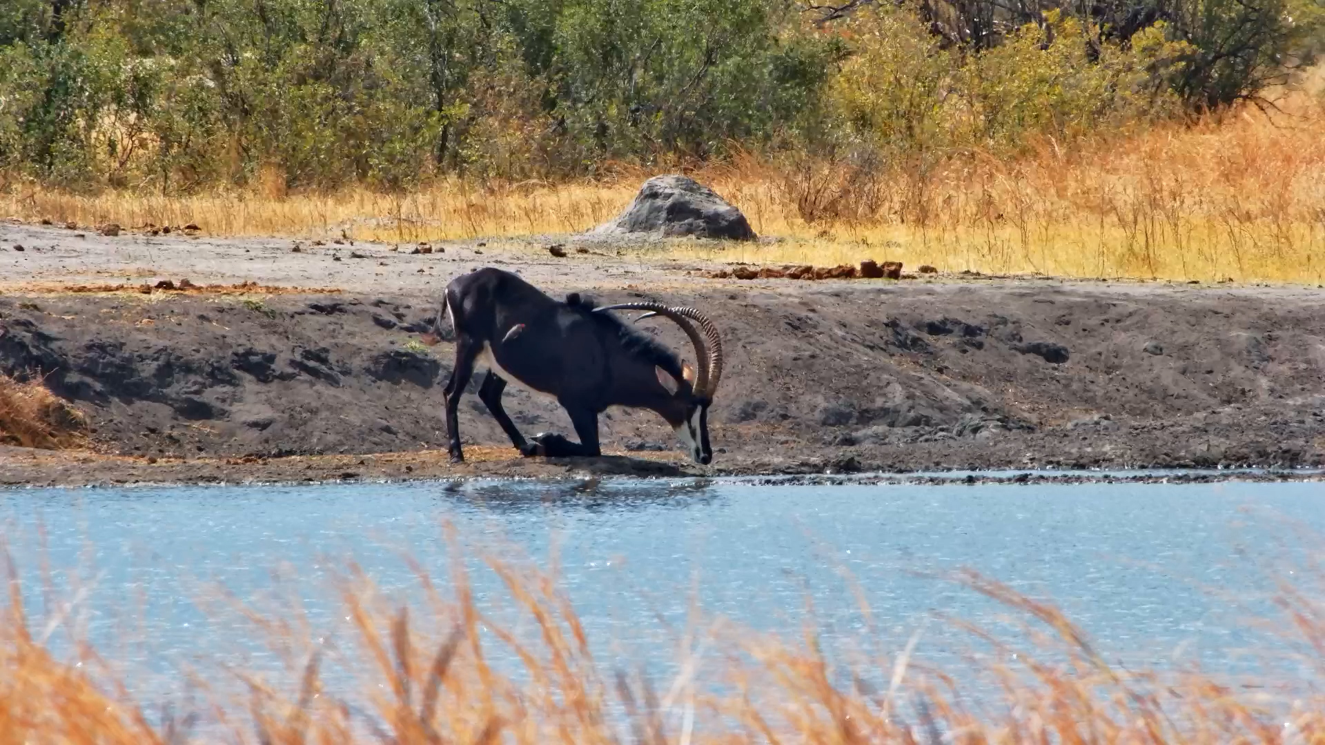 Majestic Male Sable Showcases Impressive Horns at The Hide