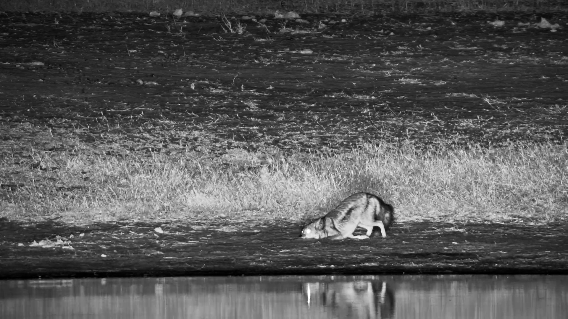 Jackal Finds Smelly Fish Surprise | Late Night Bush Takeaway!