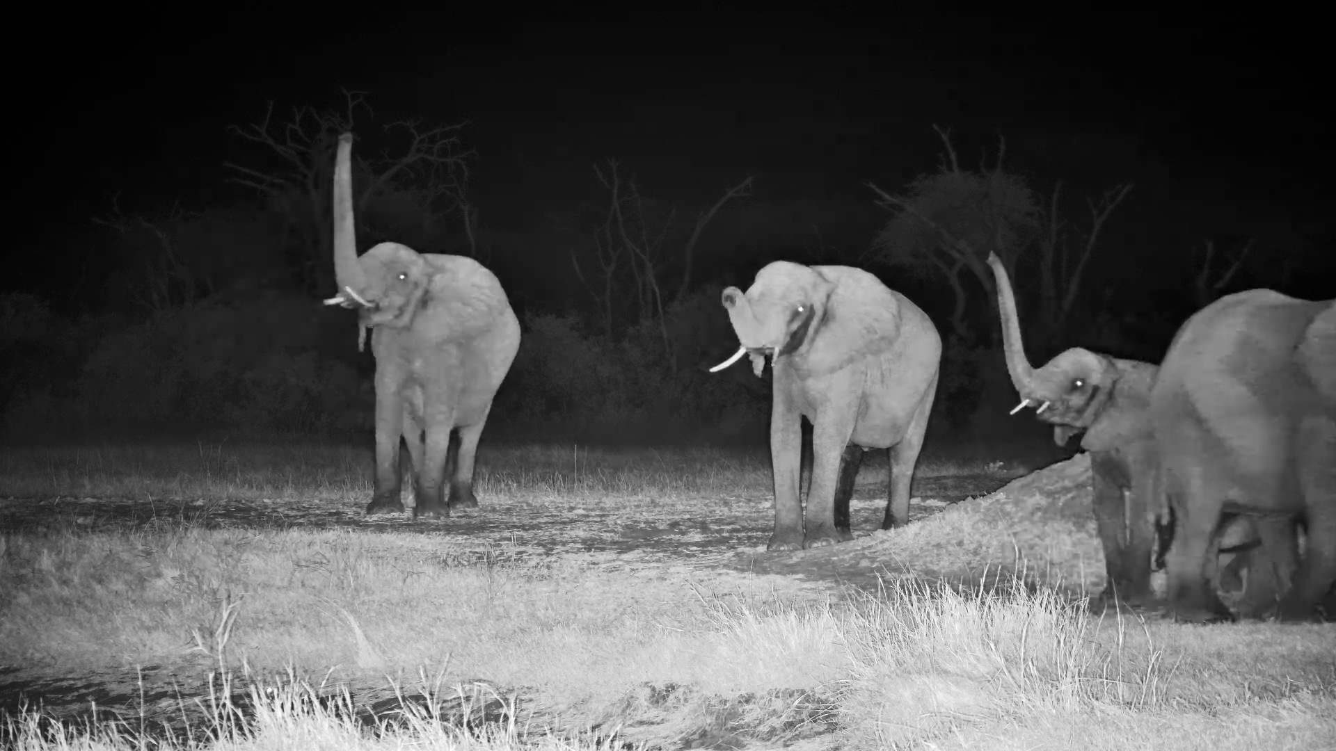 What Are These Elephants Smelling in the Dark?