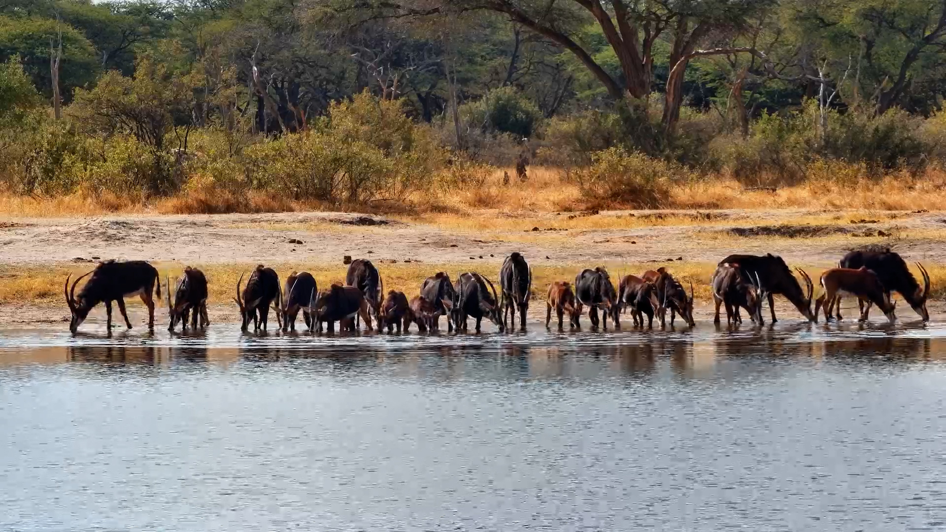 Majestic Sable Herd Quenches Thirst in Midday Heat