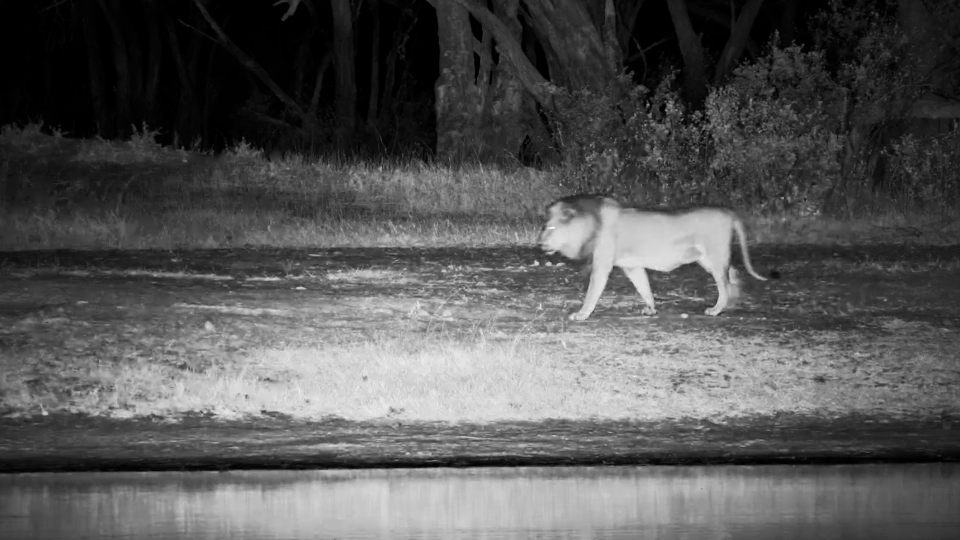 Roar of the King: Male Lion Patrols Around the Hid